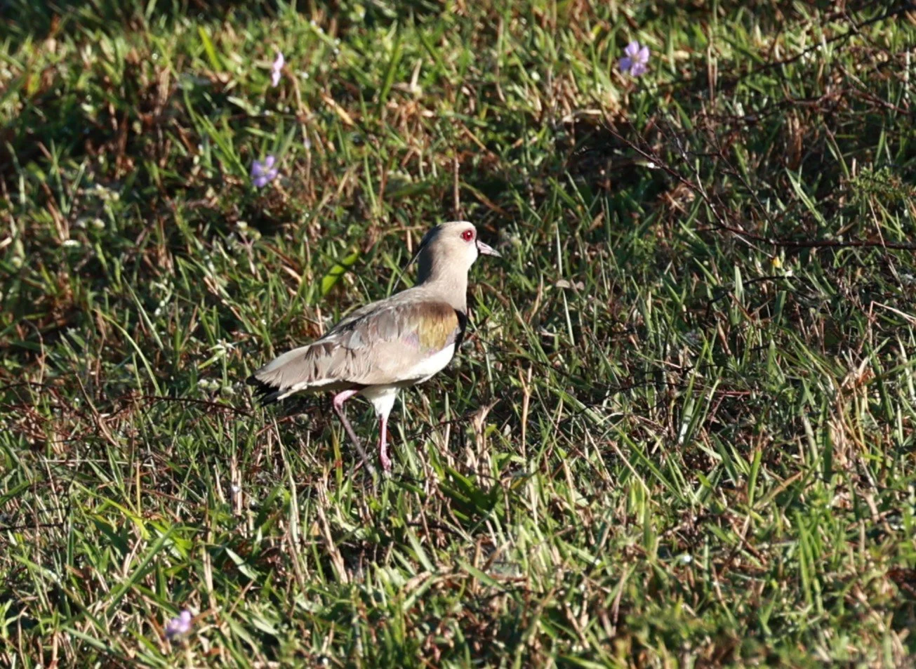 Lapwing - Southern Lapwing - Vanellus chilensis - Illeus, Bahia Brazil, Una Township Area (3).JPG