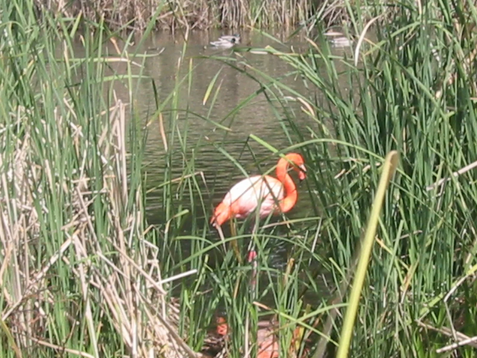 2003-4-2 SPRING TRIP TO SACRAMENTO (28).JPG