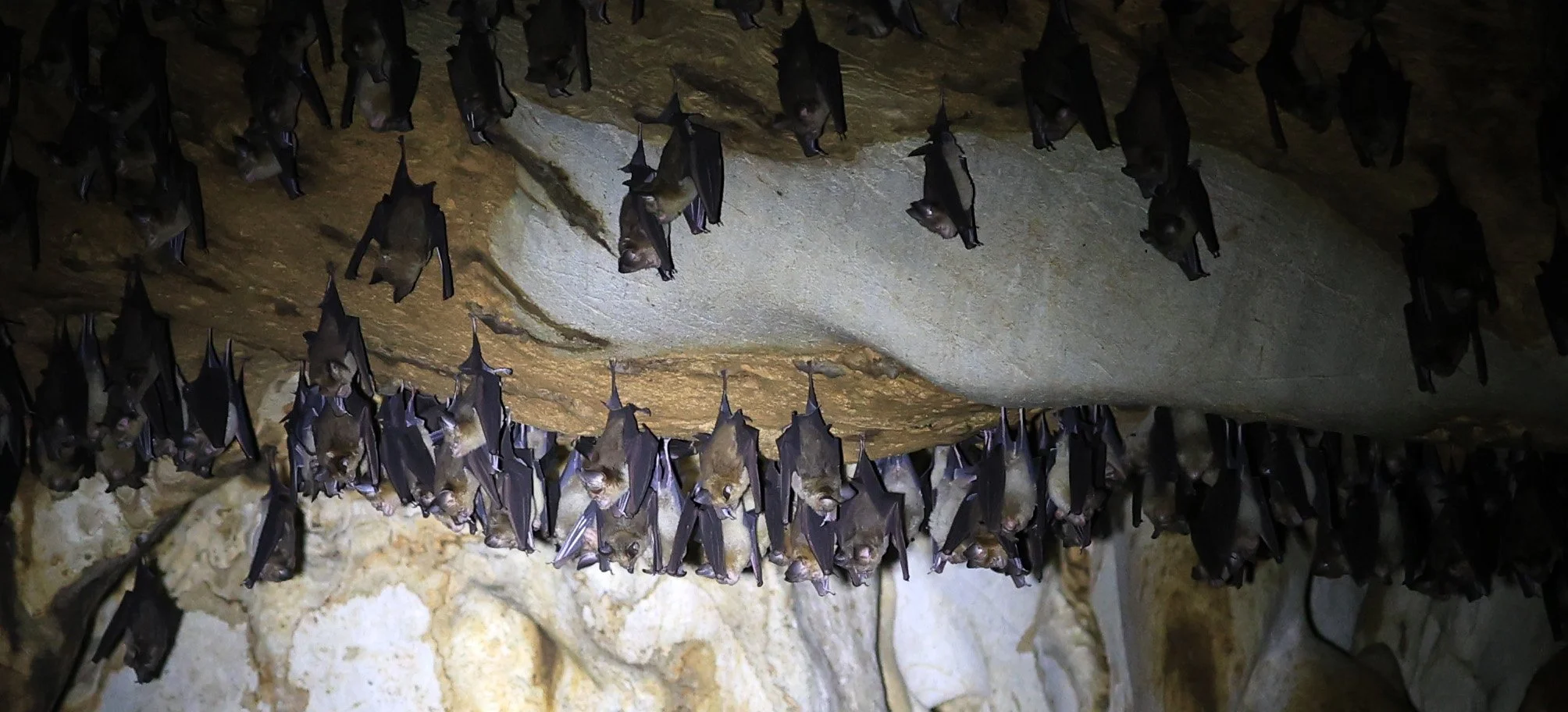 Horsfield’s Leaf-nosed Bat (Hipposideros.larvatus) Wat Tham Sila Thong Temple Pak Chong Thailand near Khao Yai (44).jpg