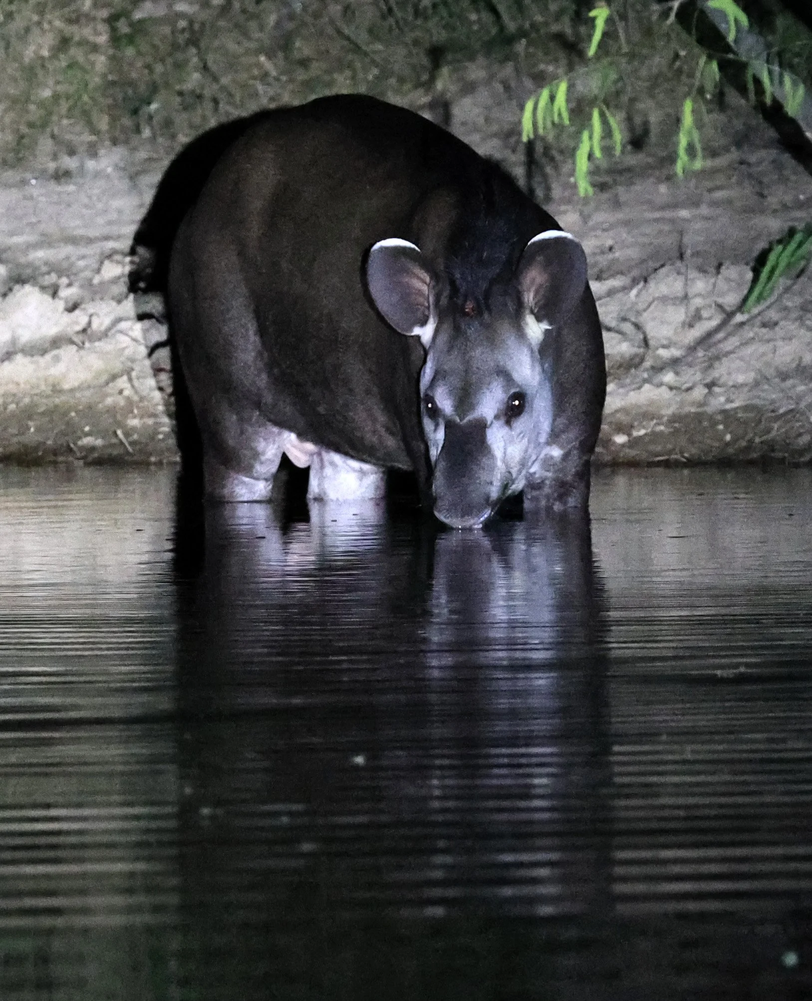 South American Tapir (Tapirus terrestris) Hotel Campestre Iparoma Paraguay  (28).jpg
