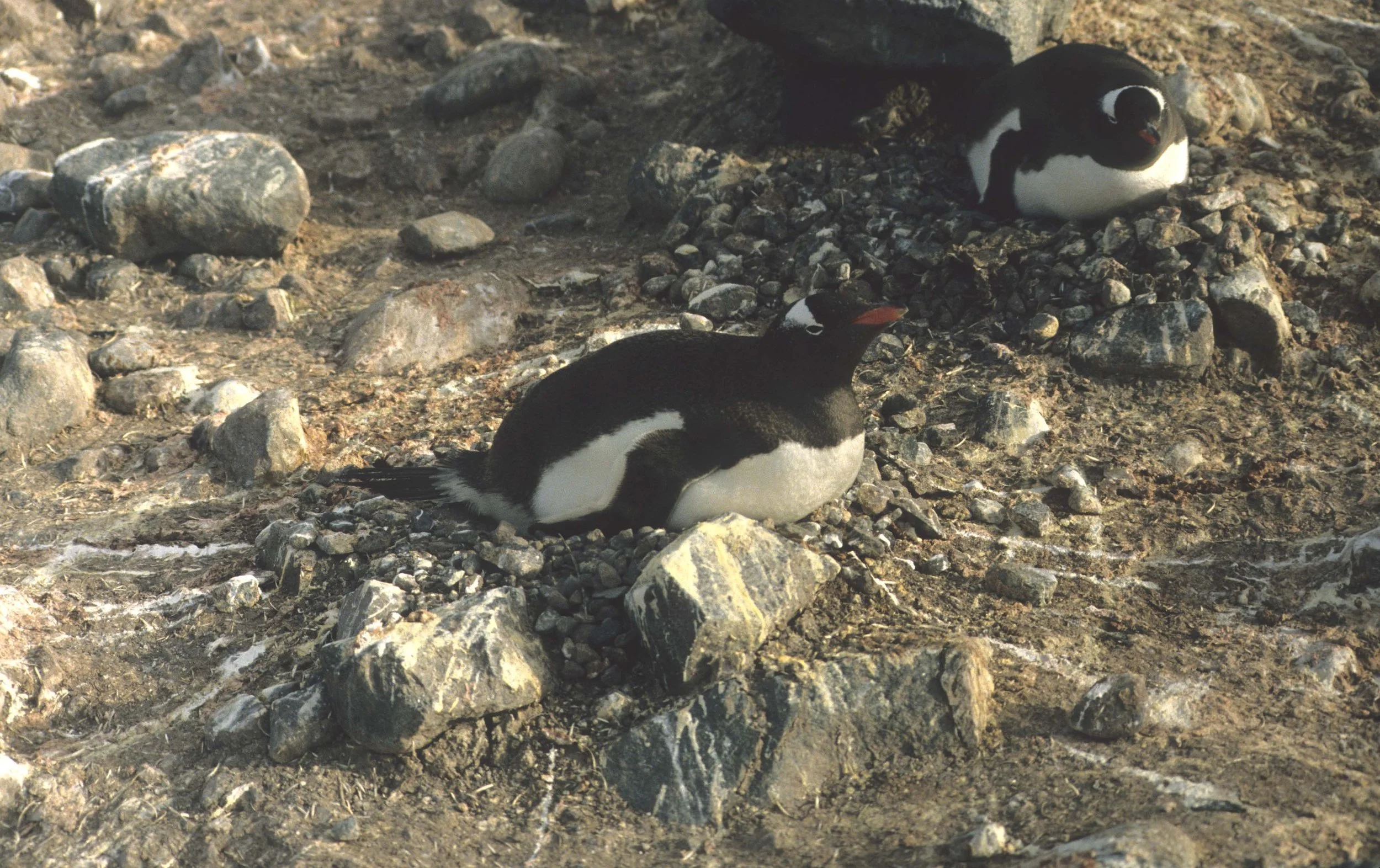 Gentoo Penguin (Pygoscelis papua) Danco Island Antarctic Peninsula (20).jpg