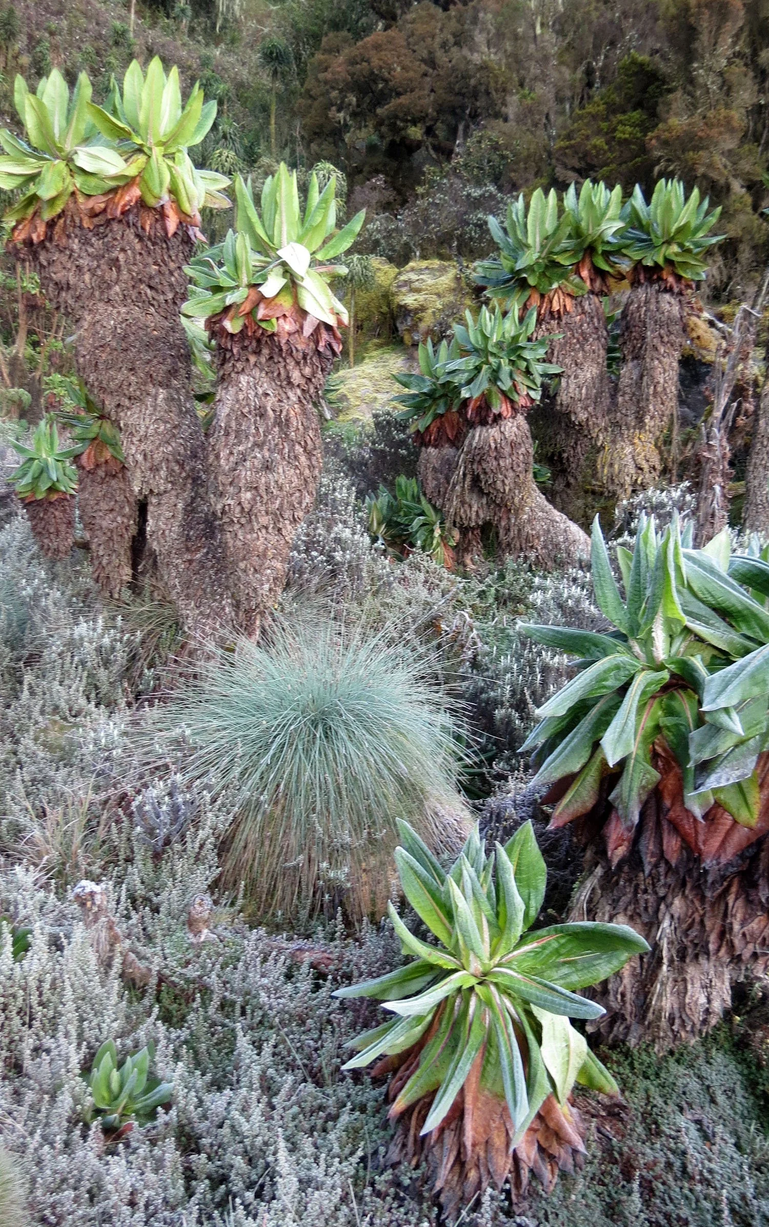 RWENZORI NATIONAL PARK UGANDA (234).JPG