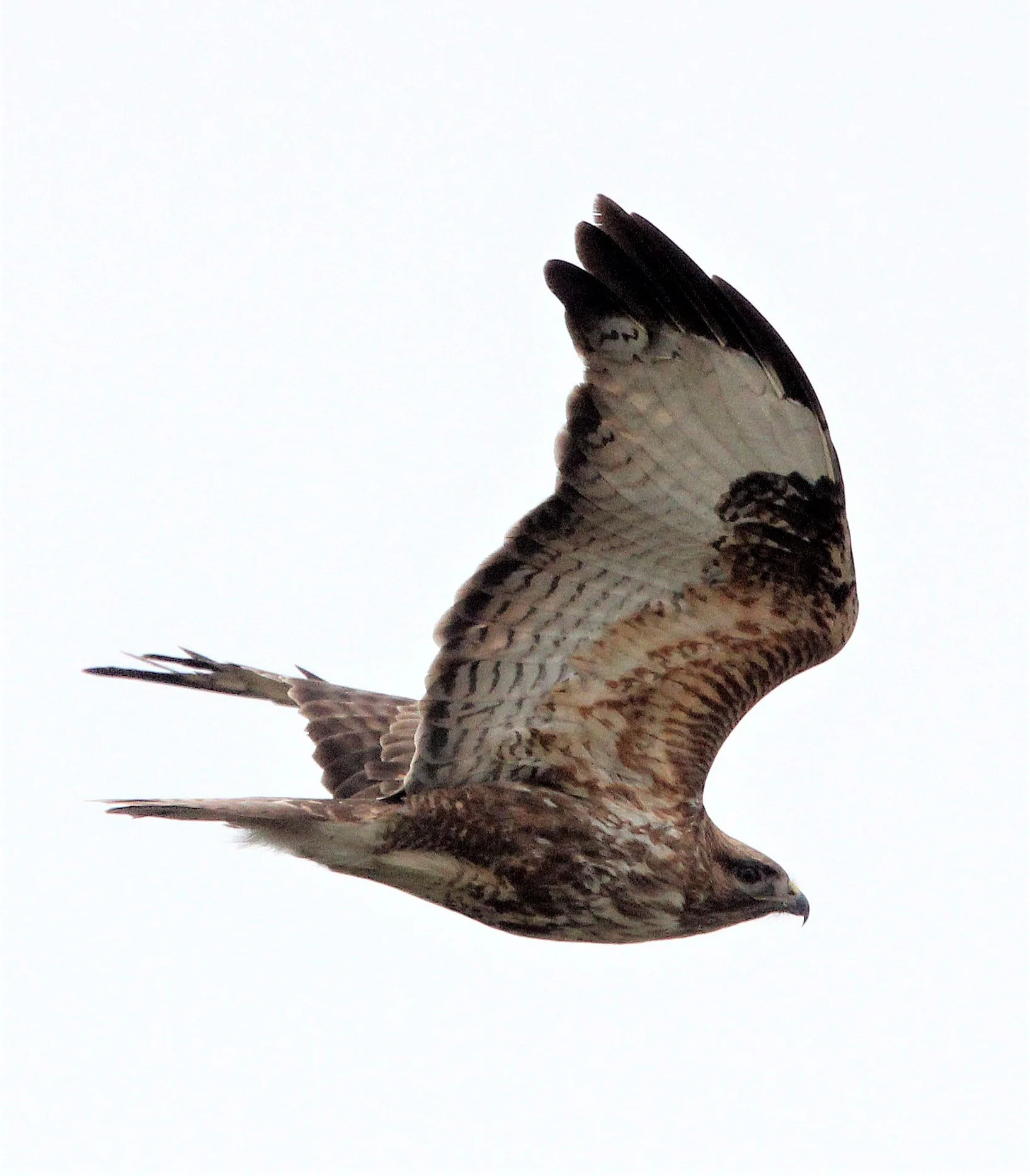 Buteo lagopus - ROUGH-LEGGED BUZZARD - WUTONG GOU DESERT ATTRACTION XINJIANG CHINA aa.jpg