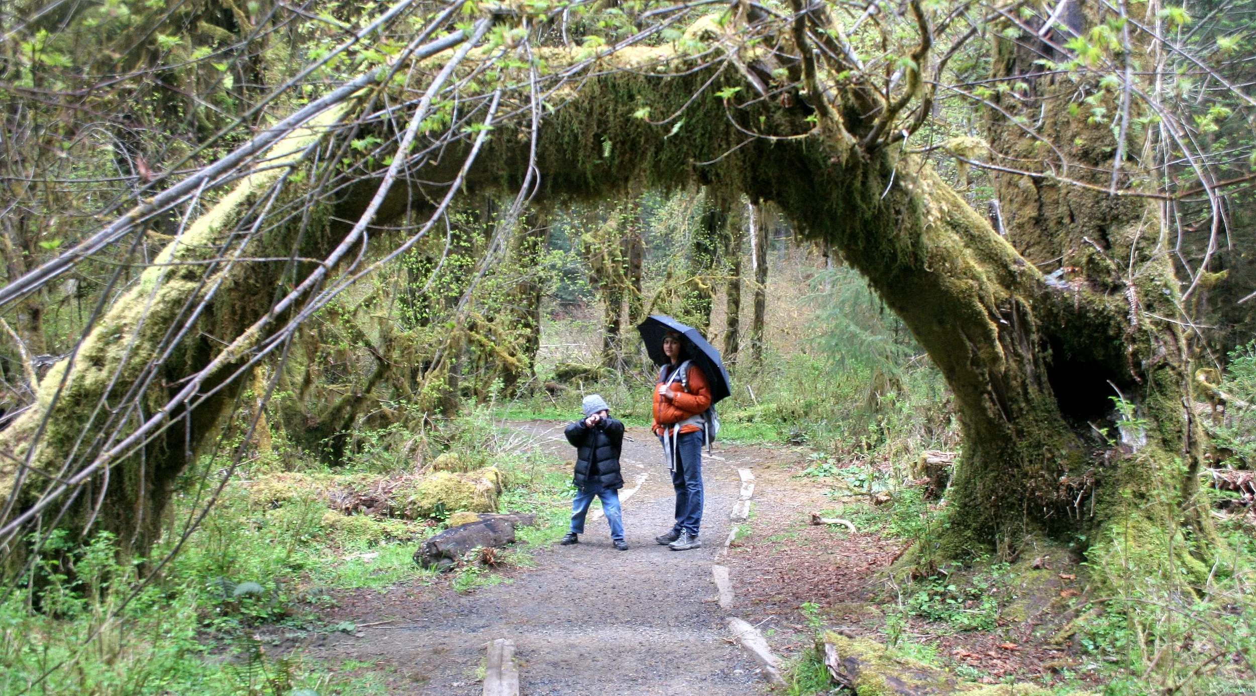 2008-5-10 HOH RIVER VALLEY TREK (4).JPG