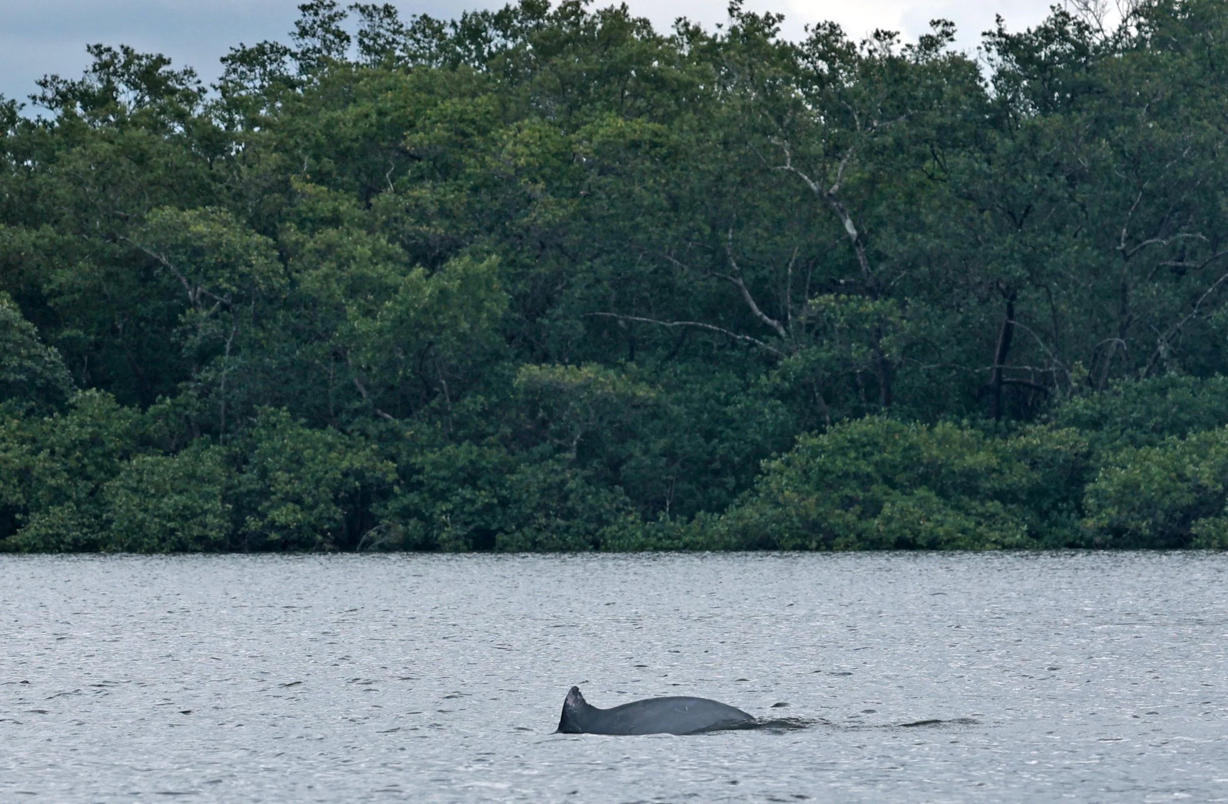 Guiana Dolphin (Sotalia guianensis) Superagüi National Park, Brazil (10).jpg