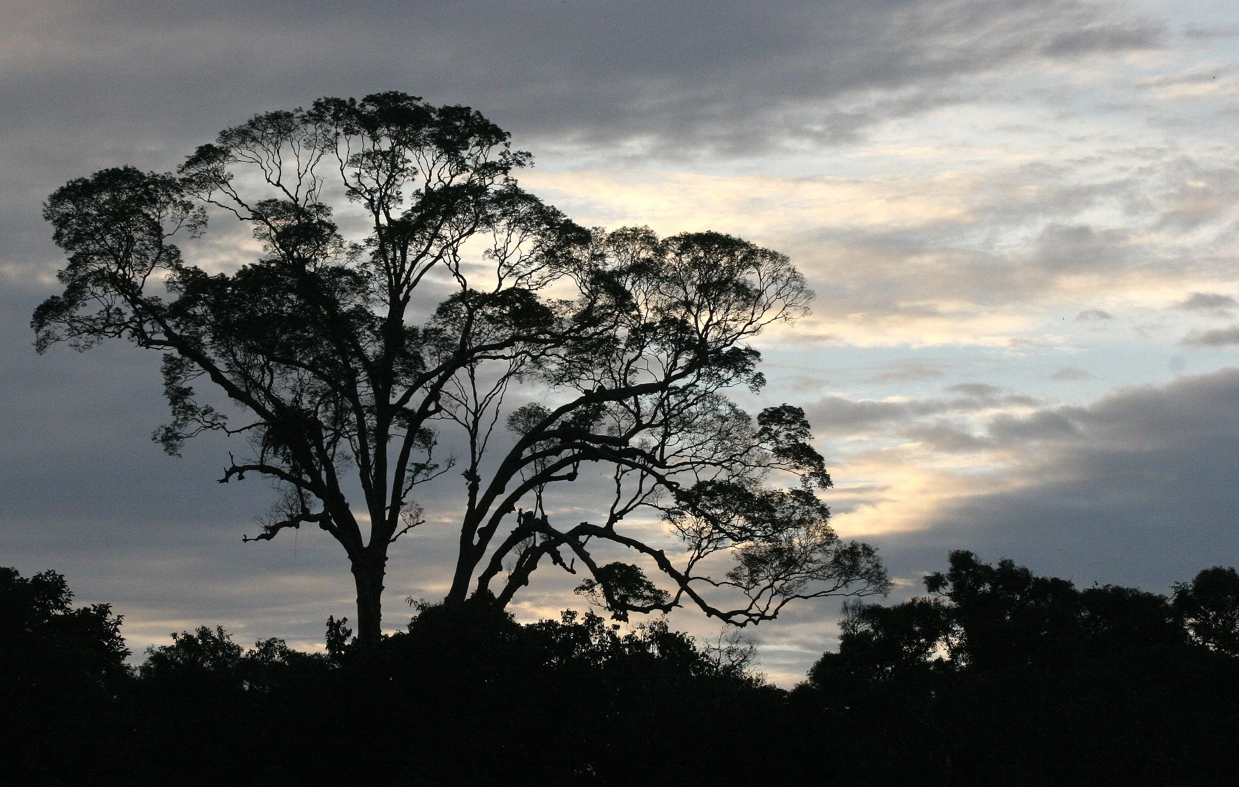 KINABATANGAN RIVER BORNEO - SUNSET SPECTACULAR (13).JPG