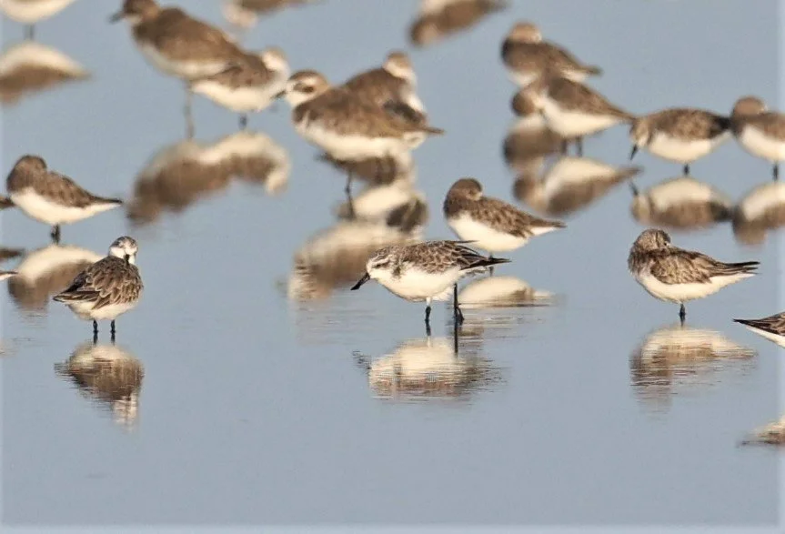 SANDPIPER - SPOON-BILLED SANDPIPER - Calidris pygmeus - PAK THALE 16 & 19 OCTOBER 2021 (4).jpg