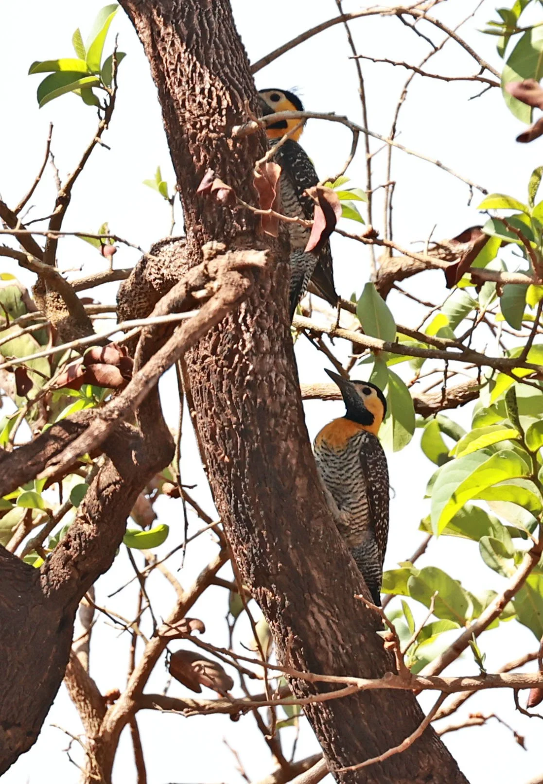 Woodpecker - Campo Flicker - Colaptes campestris - Emas National Park, Goias Brazil (9).jpg