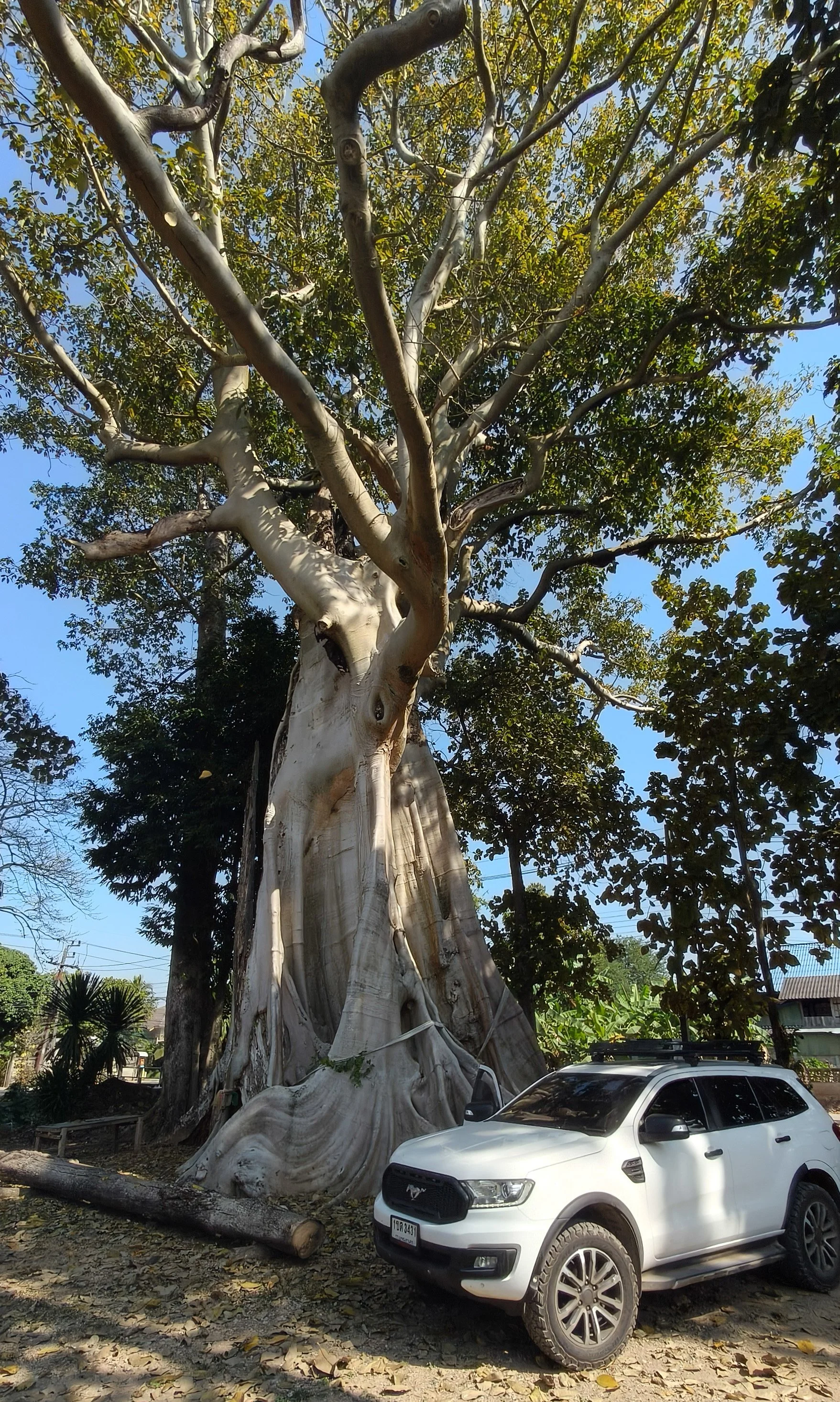 Giant Ficus Tree - Western Phayao Province (13).jpg