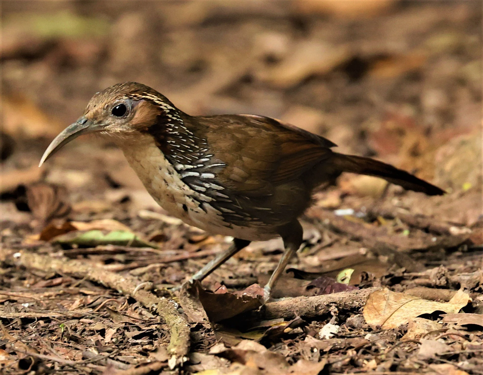 SCIMITAR BABBLER - Erythrogenys hypoleucos - LARGE SCIMITAR BABBLER - NUY HIDE NEAR KAENG KRACHAN FEB 2022 (1).jpg