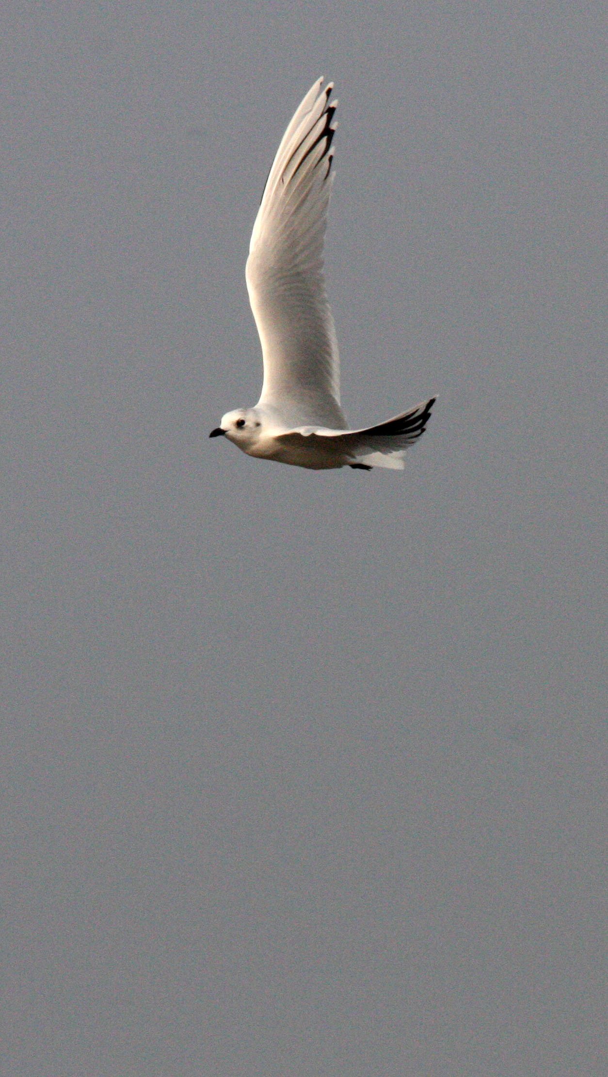 BIRD - GULL - SAUNDERS'S GULL -  NANKOU, RUDONG, CHINA (16).JPG