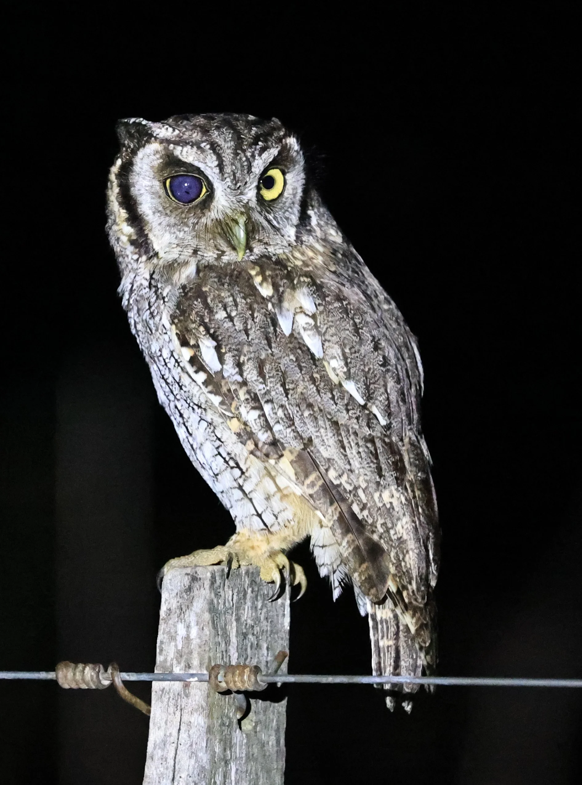 Tropical Screech-Owl (Megascops choliba) Hotel Campestre Iparoma Paraguay (16).jpg