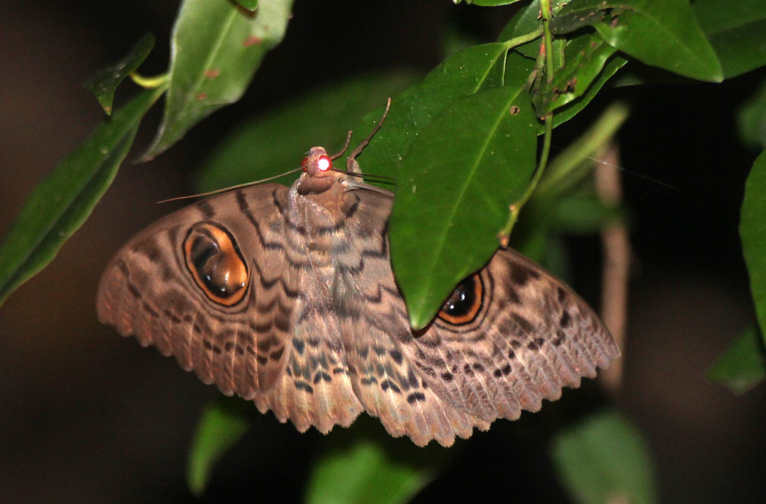 Erebidae - Erebus macrops - Sigiriya NP, Sri Lanka