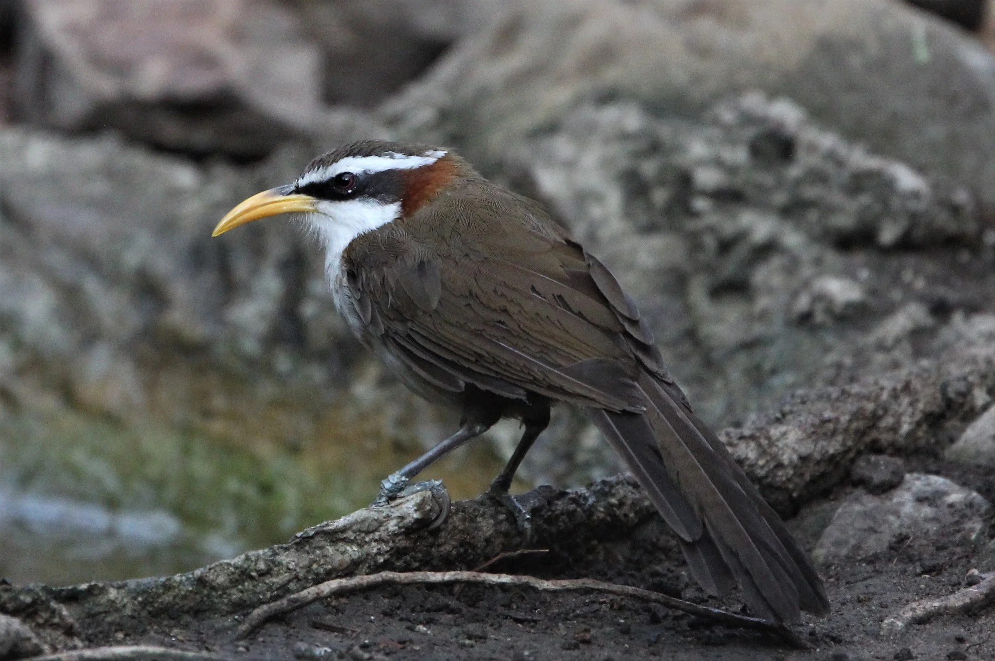 SCIMITAR BABBLER - WHITE-BROWED SCIMITAR BABBLER - Pomatorhinus schisticeps - KAENG KRACHAN  LUNG SIN HIDE (4).jpg