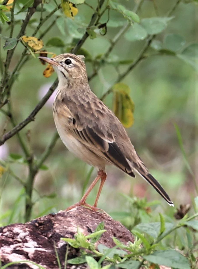 Paddyfield Pipit (Anthus rufulus) PHU PLU SCRUBLANDS PETBURI (5).jpg
