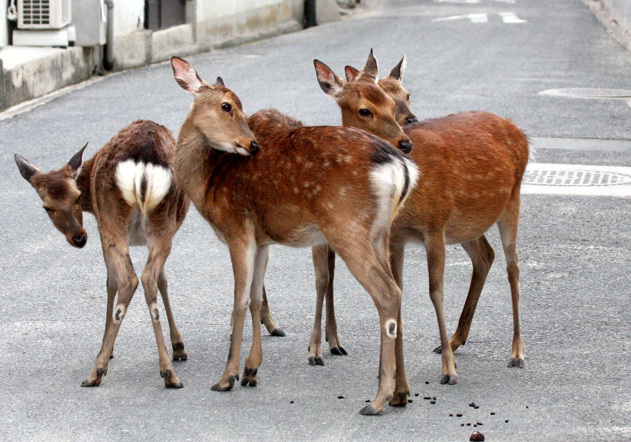 CERVID - DEER - SIKA DEER - JAPANESE SIKA DEER - CERVUS NIPPON NIPPON - MIYAJIMA ISLAND JAPAN (8).JPG