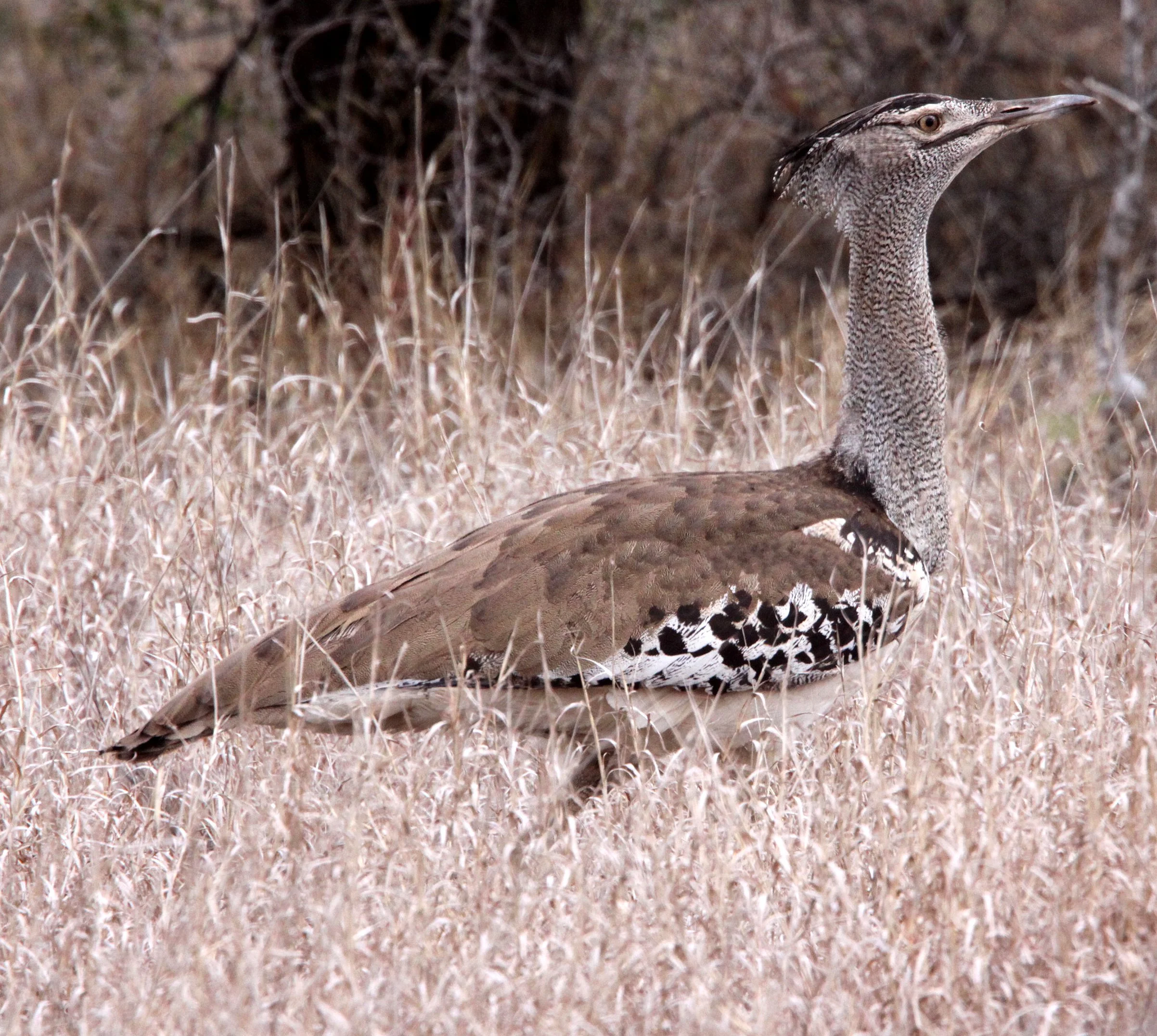 Kori Bustard (Ardeotis kori) Eastern and Southern Africa