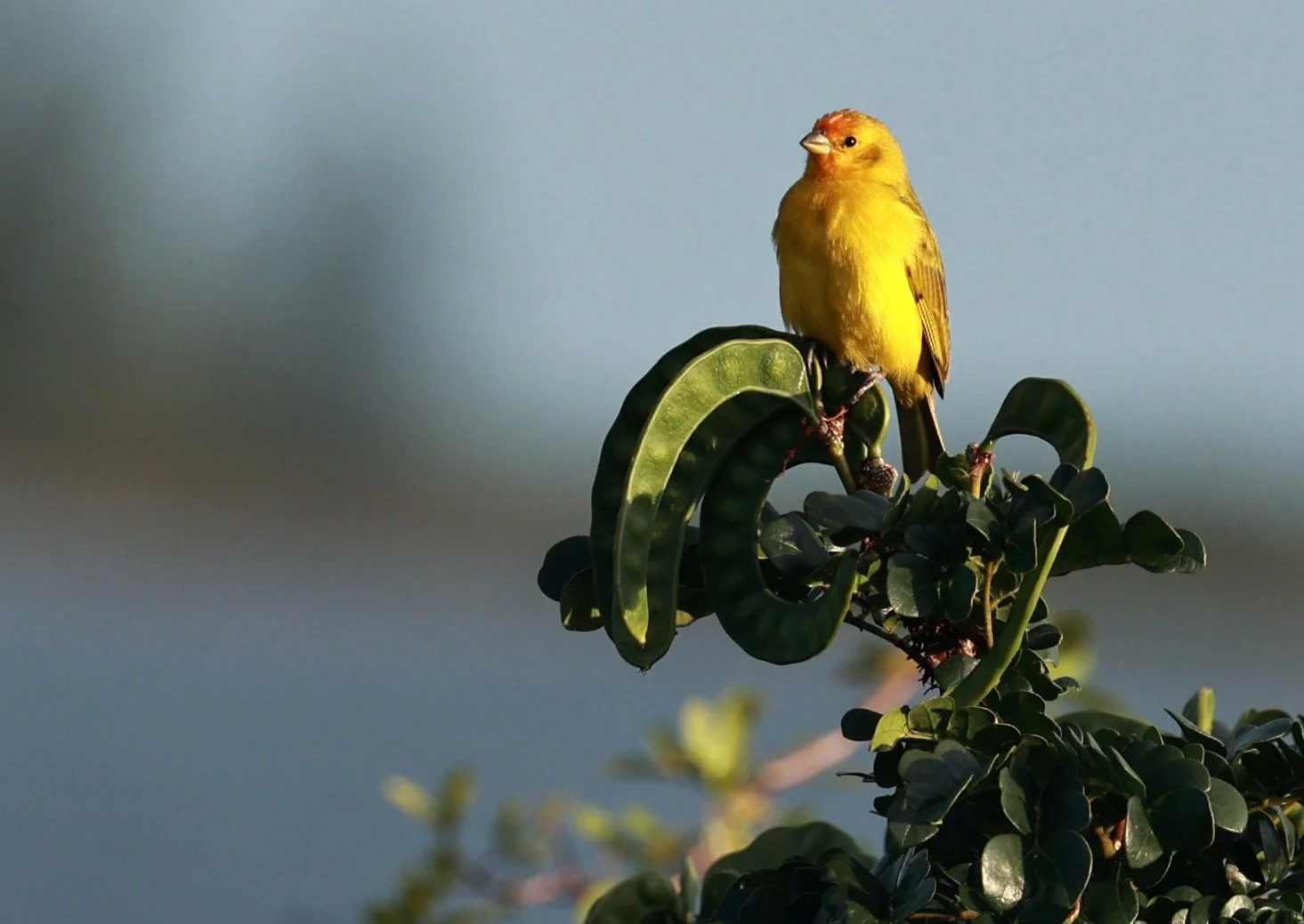 Saffron Finch (Sicalis flaveola) Superagui National Park, Brazil (1).jpg