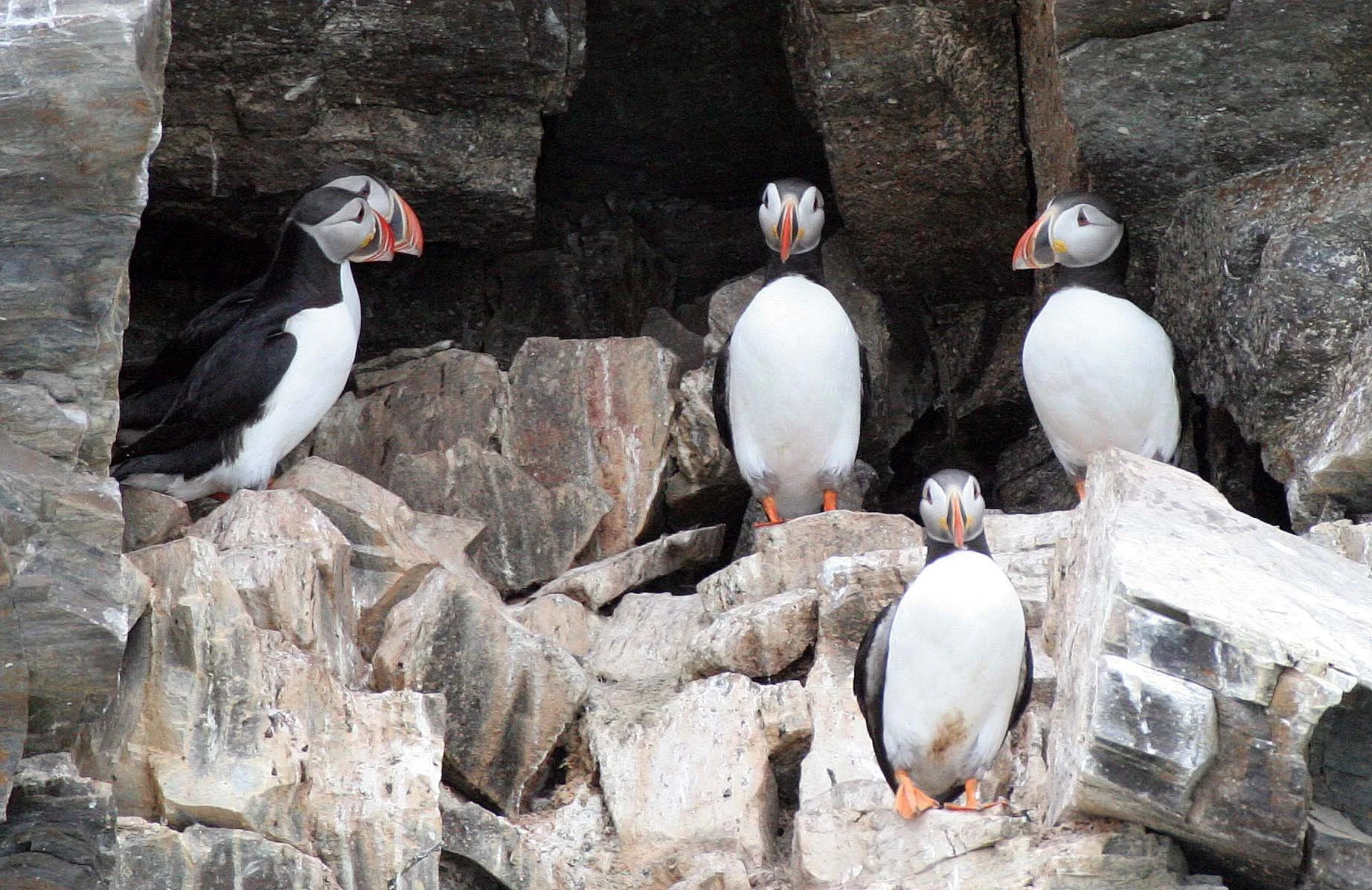 Fratercula arctica - ATLANTIC PUFFIN - SVALBARD (70).jpg