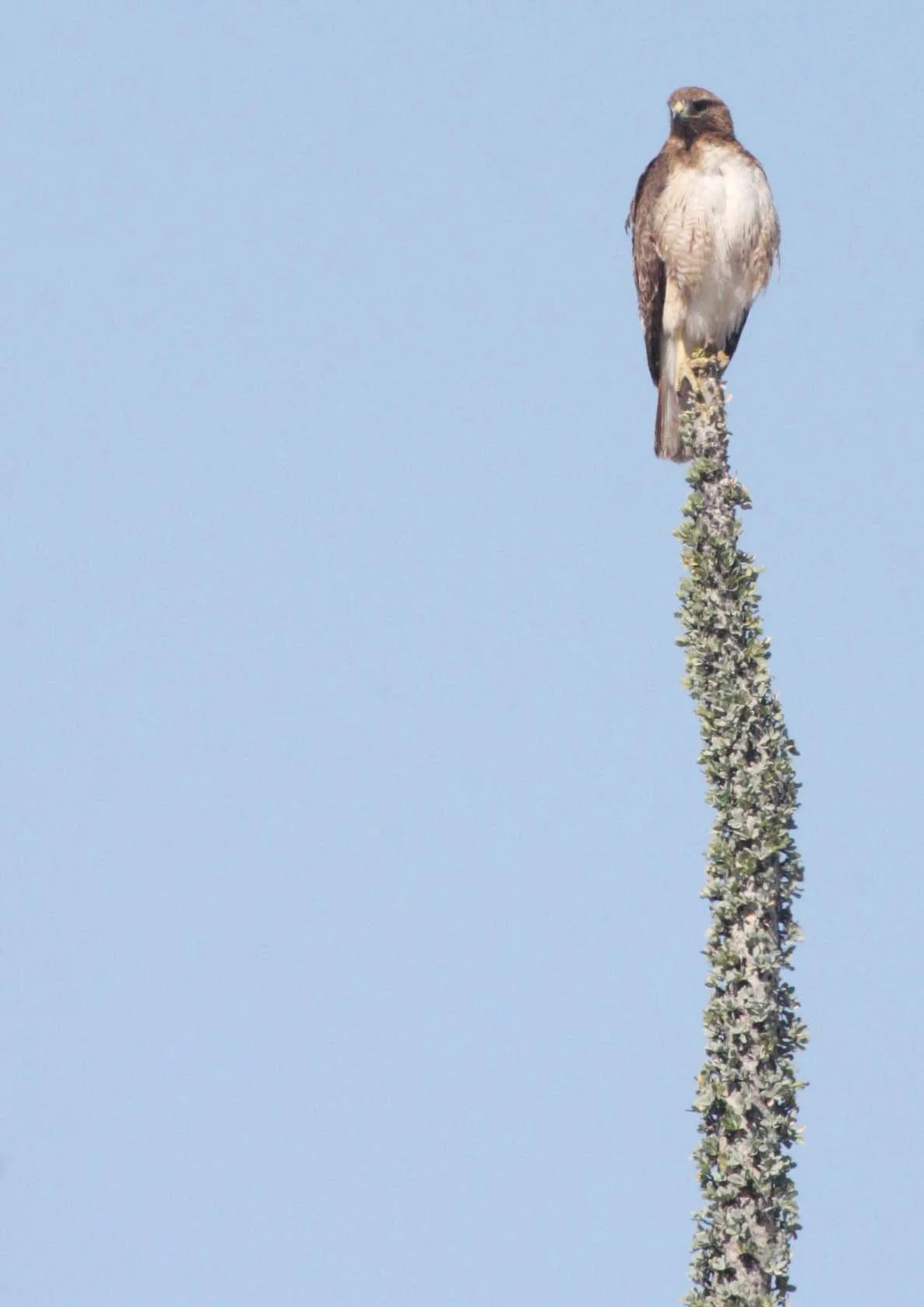 Buteo jamaicensis - RED-TAILED HAWK - SOUTHWESTERN MORPHOTYPE - NOTE PALE BELLY - CATAVINA DESERT BAJA MEXICO (1).JPG
