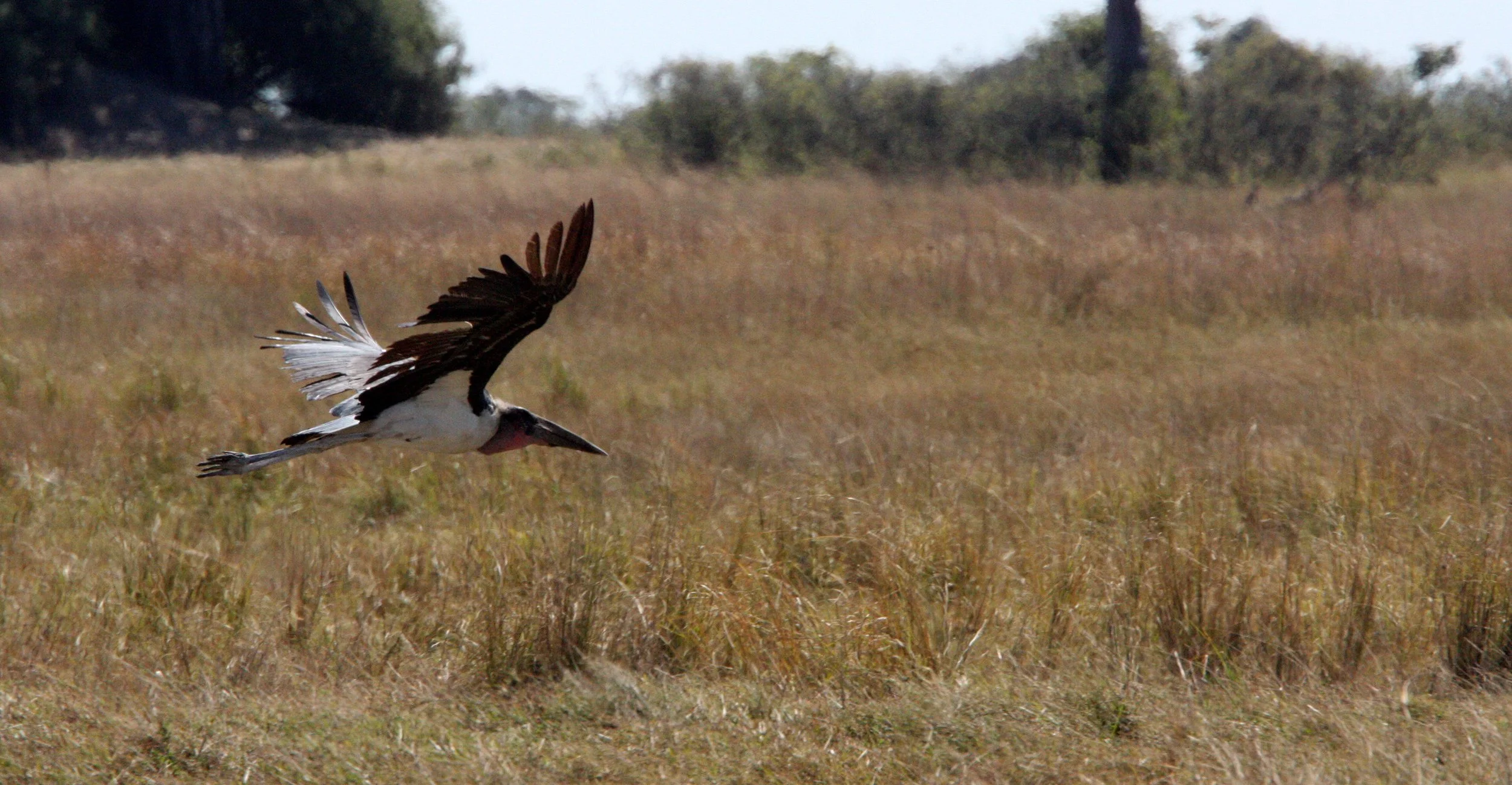  Microcarbo africanus - Reed Cormorant - Chobe National Park, Botswana (2).JPG