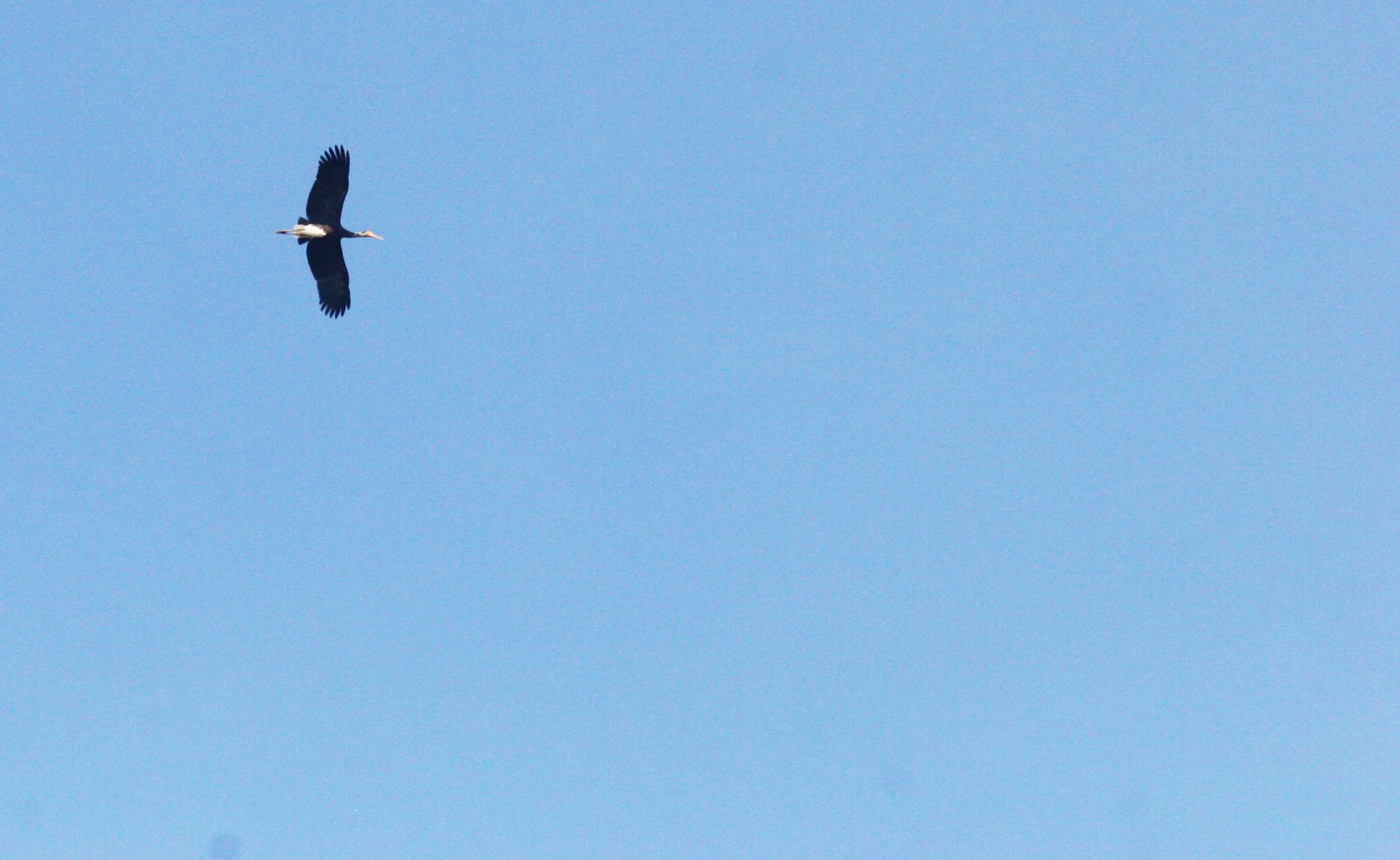 STORK - STORM'S STORK - Ciconia stormi - KINABATANGAN RIVER BORNEO (34).JPG