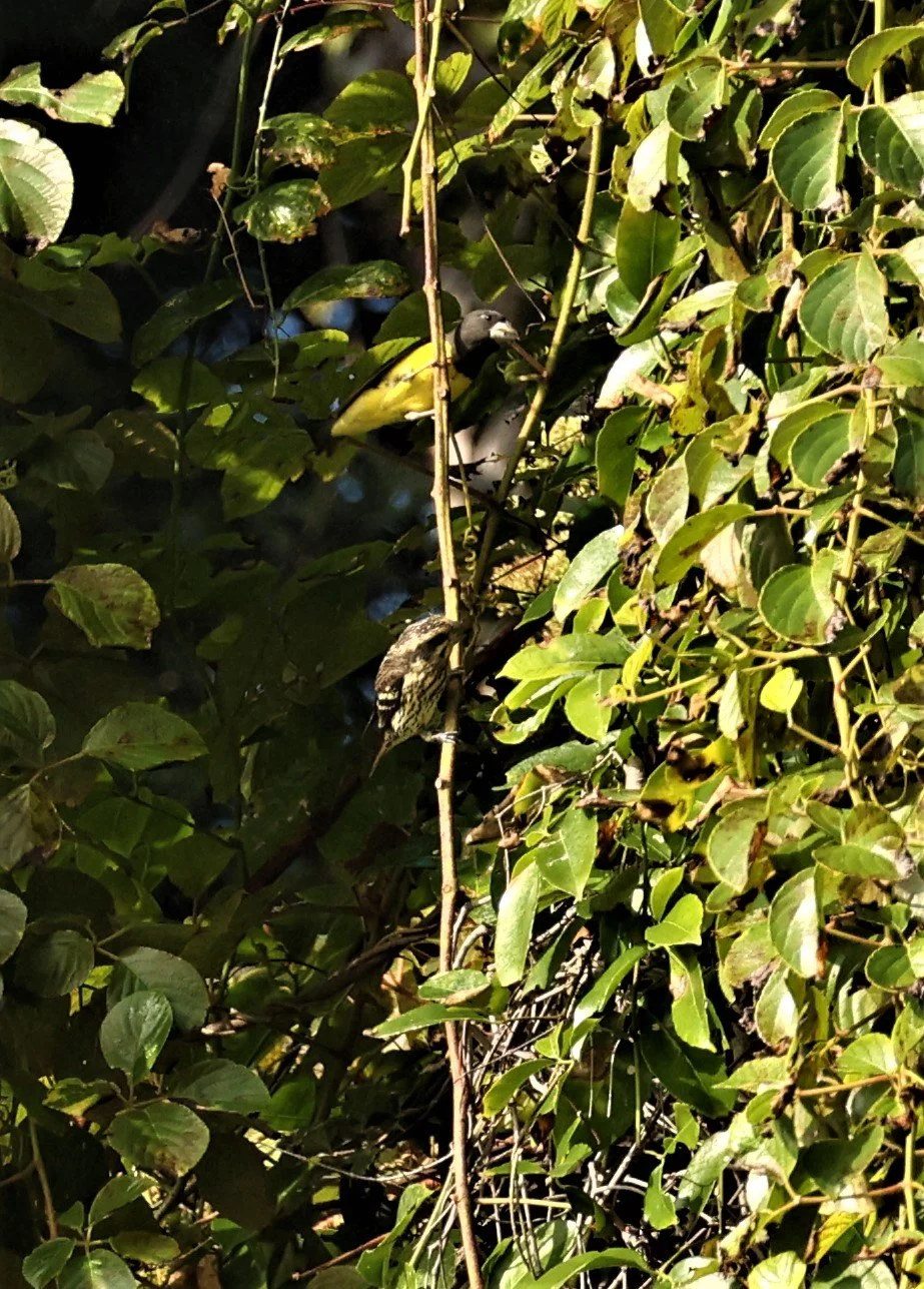Spot-winged Grosbeak (Mycerobas melanozanthos) Fang Hotsprings Chiang Mai Thailand (17).jpg