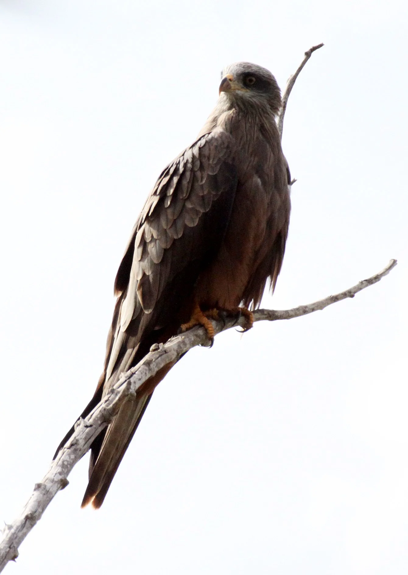Milvus aegyptius parasitus - YELLOW-BILLED KITE - BERENTY RESERVE MADAGASCAR (12).JPG