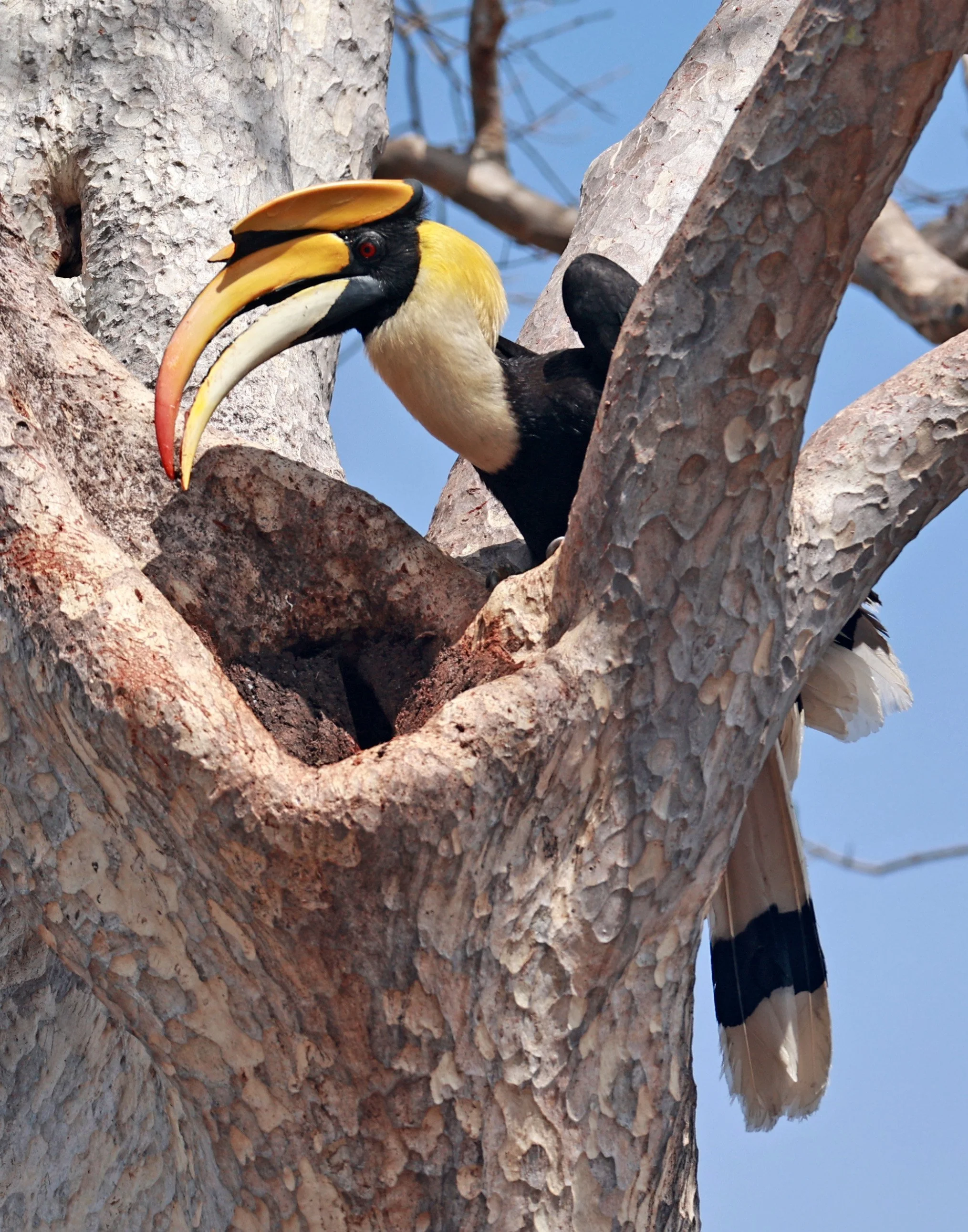 Great Hornbill (Buceros bicornis)