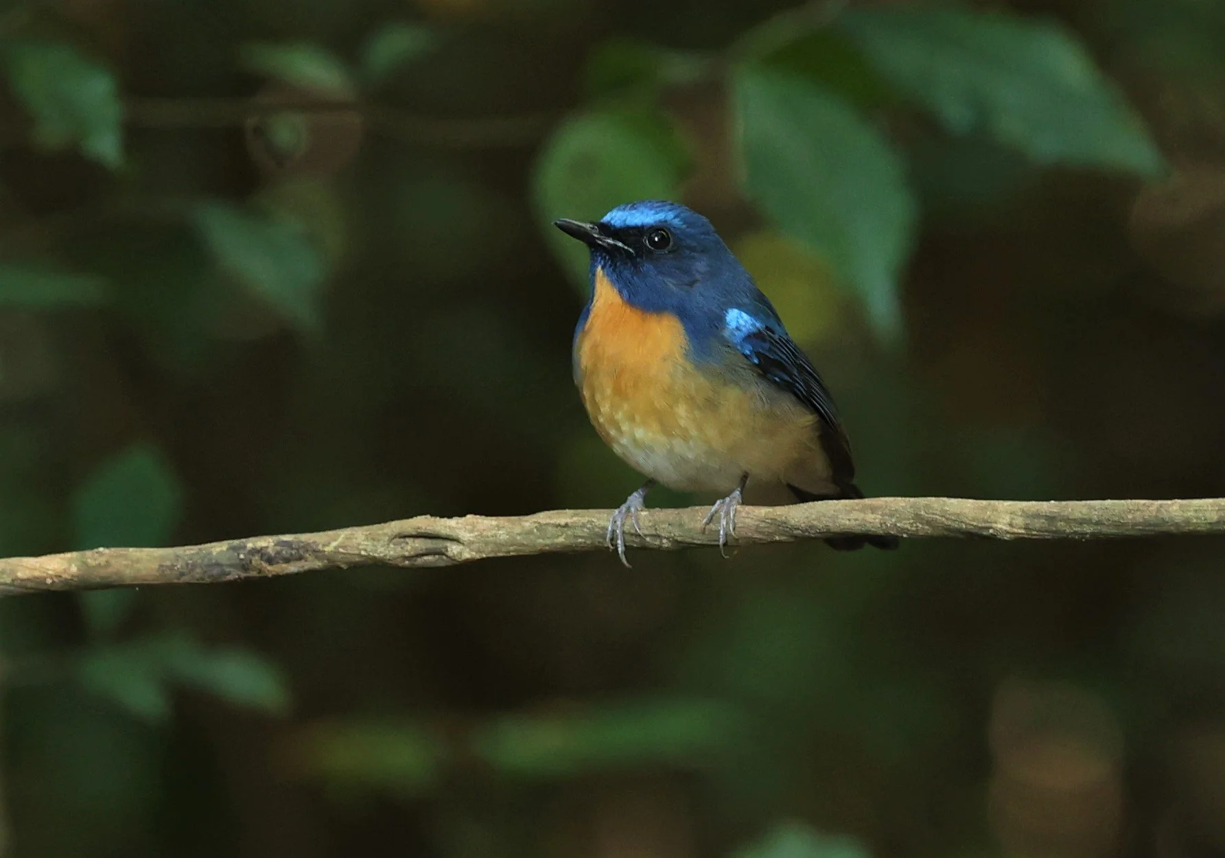 FLYCATCHER - CHINESE BLUE FLYCATCHER - Cyornis glaucicomans - PETCHABURI PROVINCE - NUY HIDE NEAR KAENG KRACHAN JAN 2022 (21).jpg