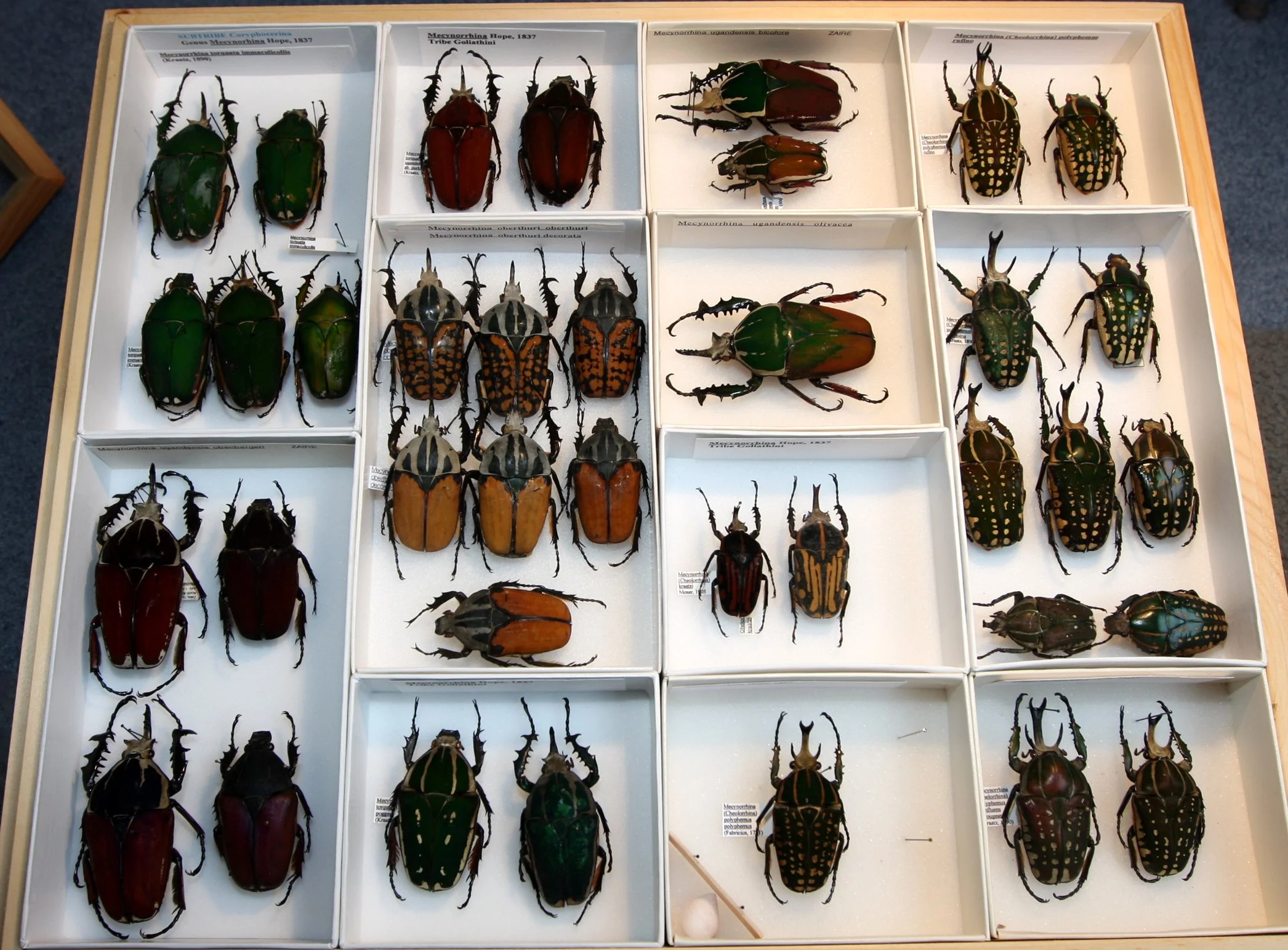 Cetoniinae 12 – Goliathini – Mecynorrhina.JPG