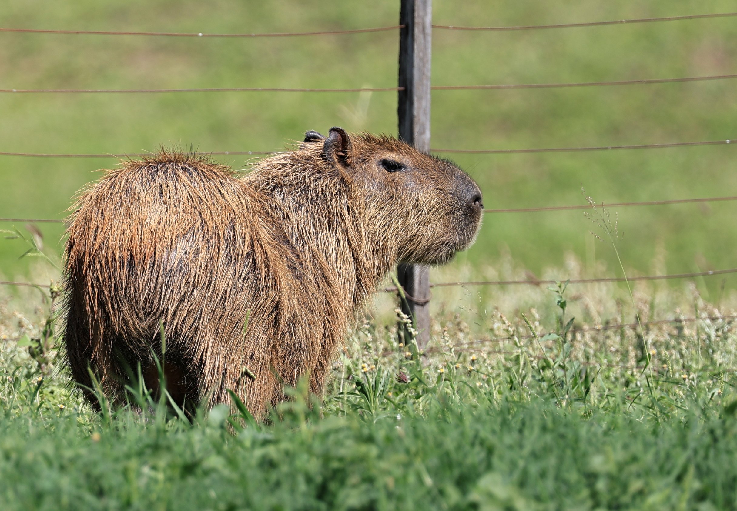 Capybara (Hydrochoerus hydrochaeris) Loma Plata Paraguay - Brunnen Strasse (35).jpg