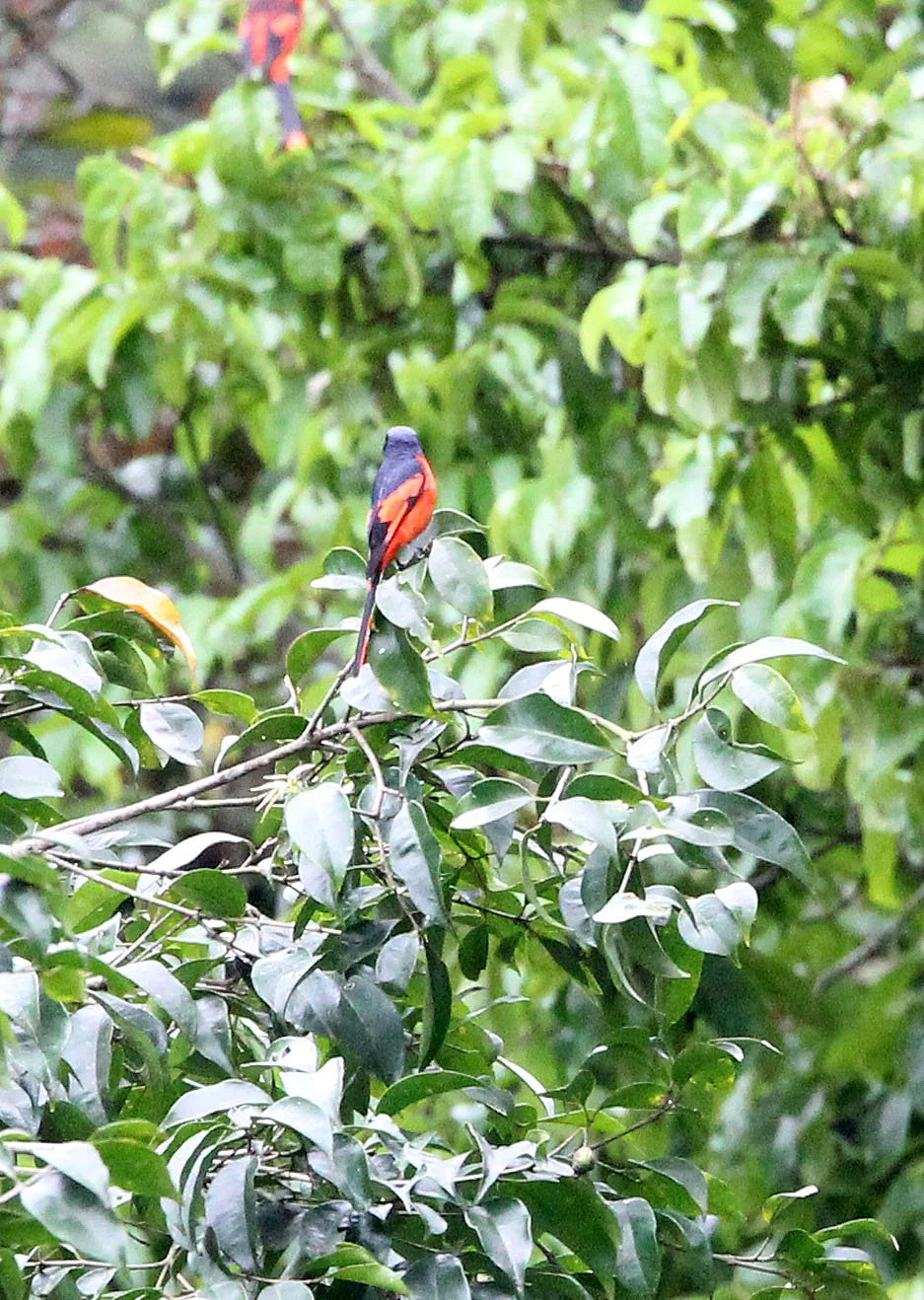Scarlet Minivet (Pericrocotus speciosus) Gede NP, Java Indonesia.JPG