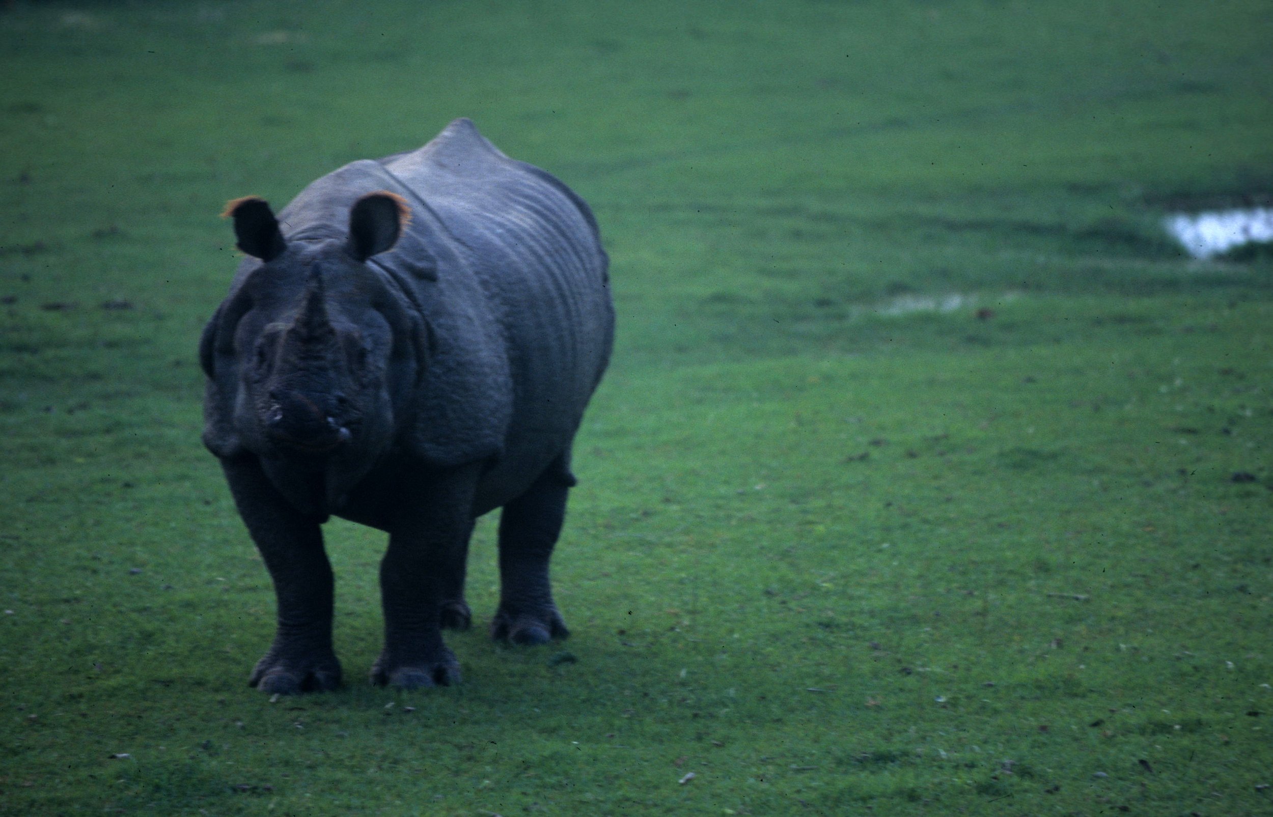 RHINO - ASIAN RHINO - CHITWAN NEPAL.jpg