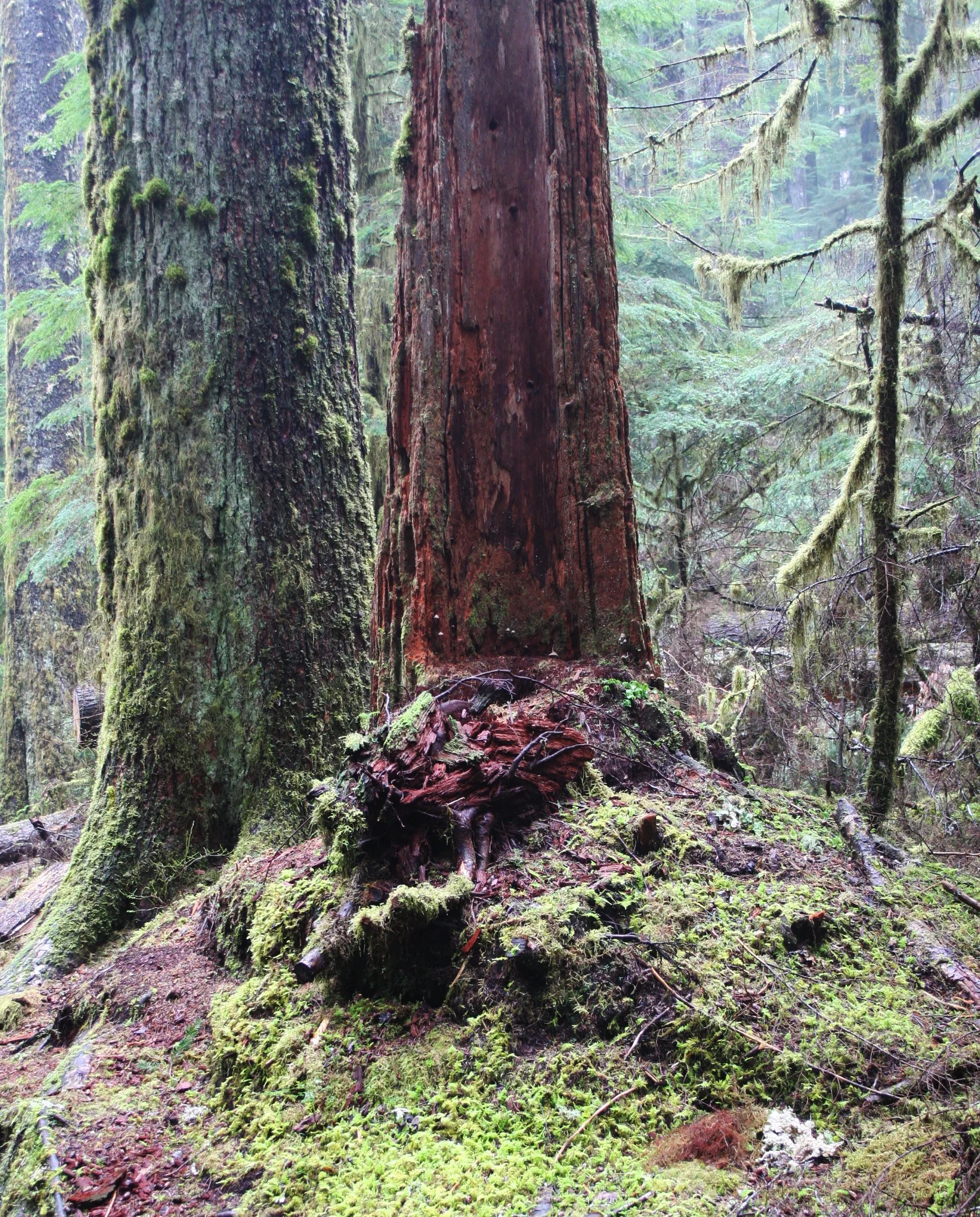 SOL DUC FALLS AND FOREST - ONP WA (113).JPG