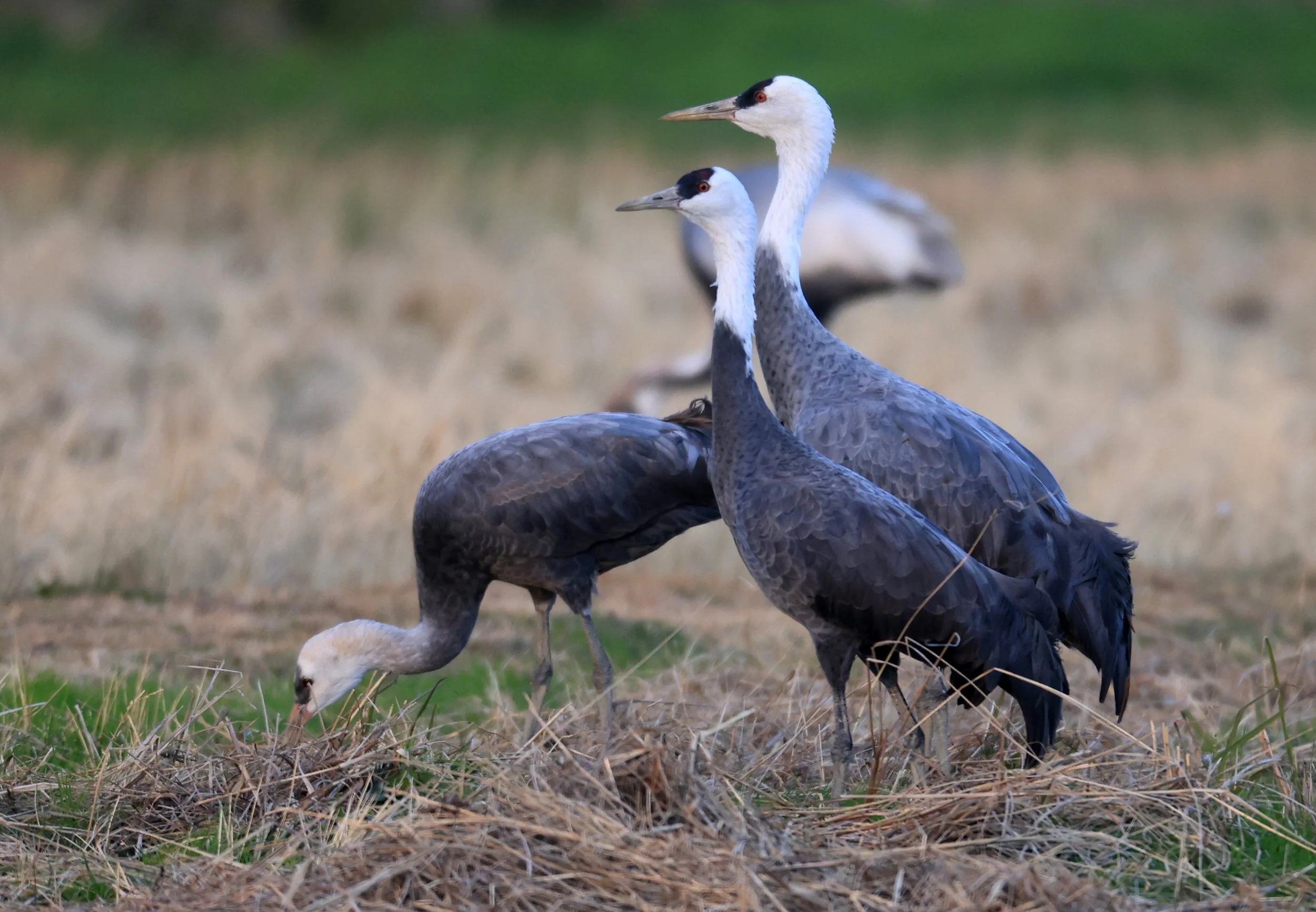 Hooded Crane (Grus monacha) Izumi Crane Park & Center, Izumi Kagoshima Kyushu Japan (33).jpg
