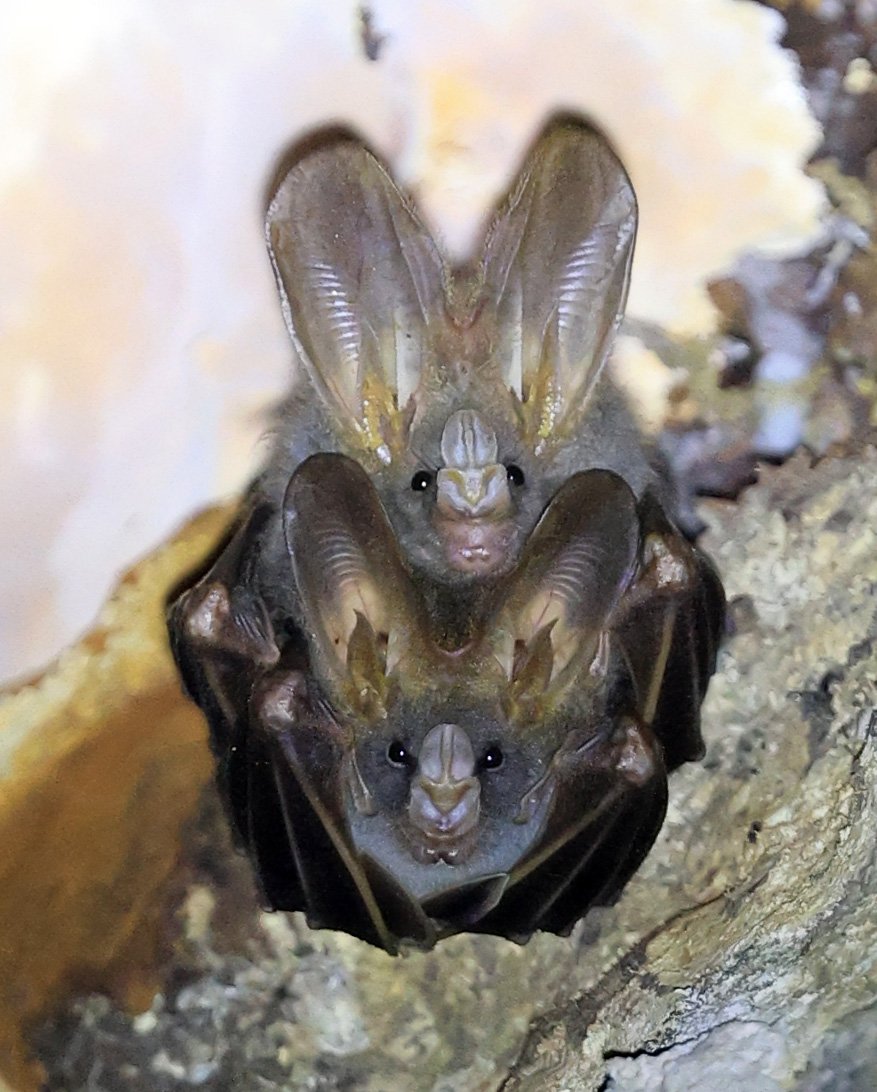 Lesser false vampire bat (Megaderma spasma) Khao Yai National Park