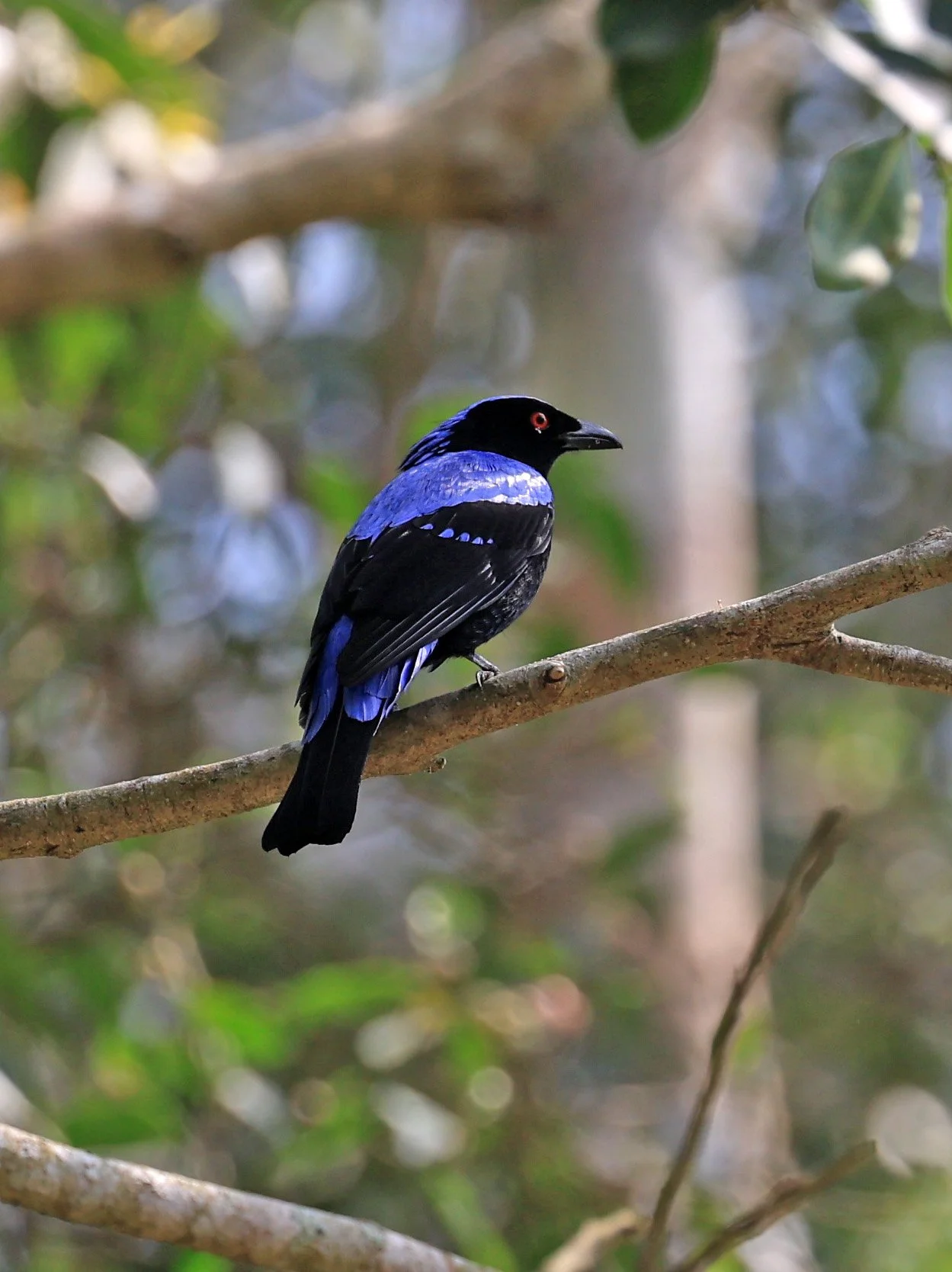 Asian Fairy-bluebird (Irena puella) Khao Yai National Park Feb 2026 Day 2 (10).jpg