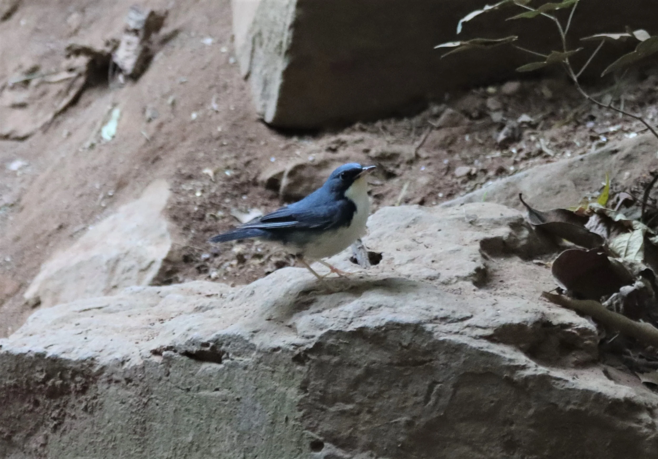 ROBIN - SIBERIAN BLUE ROBIN - Luscinia cyane - LUNG SIN HIDE, KAENG KRACHAN 2021 (5).jpg