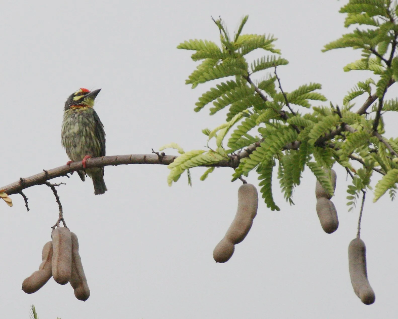 BARBET - COPPERSMITH BARBET - Megalaima haemacephala - BANGKOK THAILAND (9).JPG