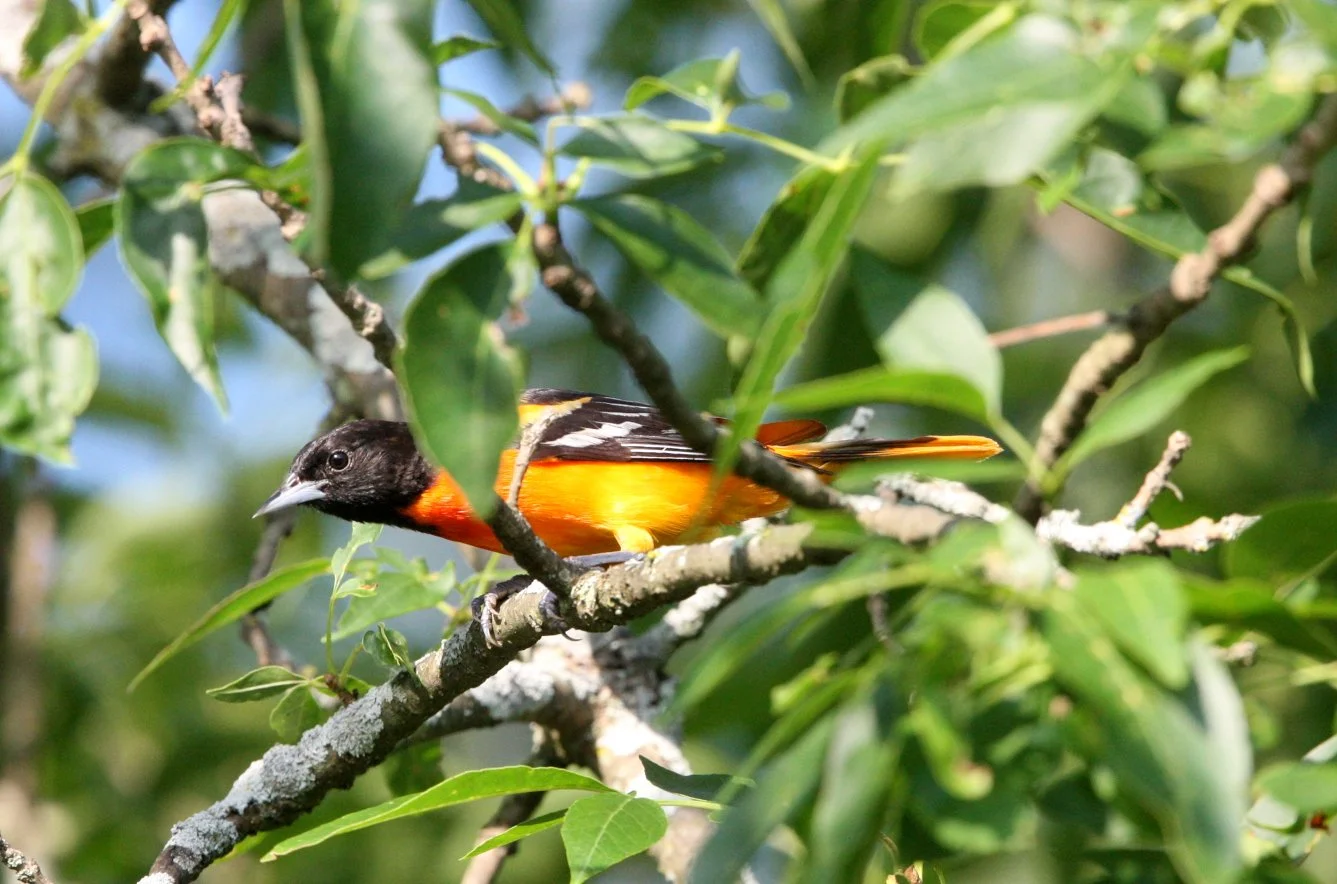 Baltimore Oriole (Icterus galbula) McKee Marsh Illinois (4).JPG