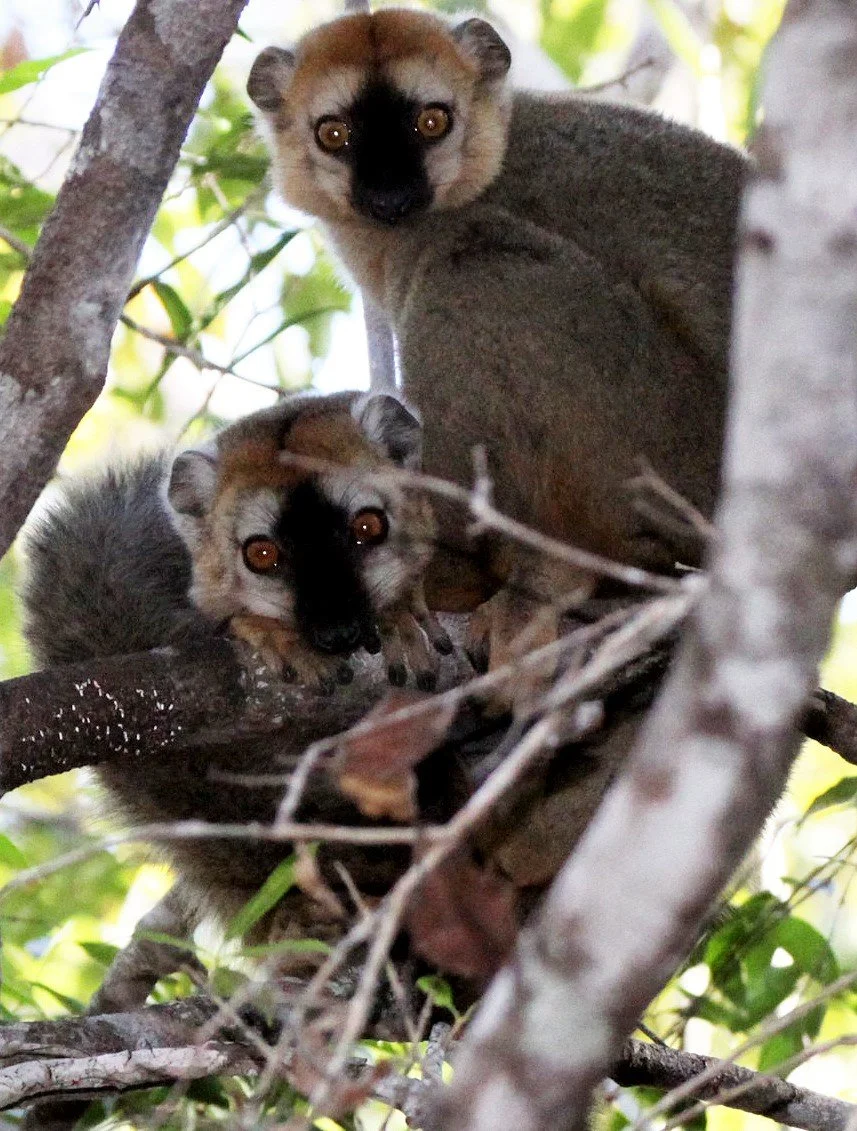 LEMURIDAE - Eulemur rufus -  RUFOUS BROWN LEMUR - KIRINDY NATIONAL PARK MADAGASCAR aa333.jpg