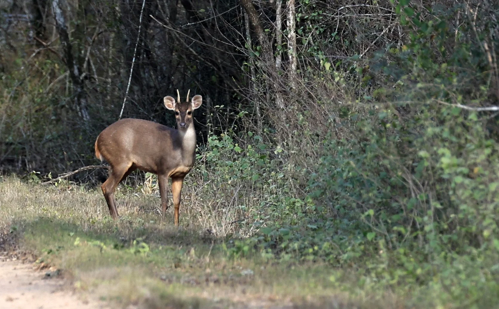 Southern Brown Brocket (Subulo gouazoubira) Selva Serena Natural Reserve (25).jpg