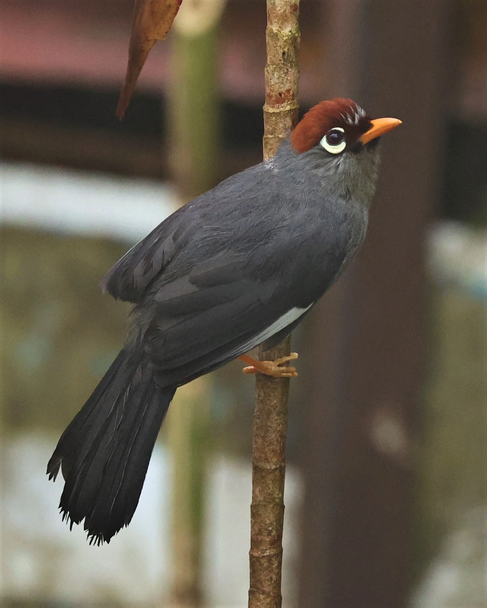 Pterorhinus mitratus - CHESTNUT-CAPPED LAUGHINGTHRUSH - FRASER'S HILL RAUB DISTRICT PAHANG MALAYSIA (24).jpg
