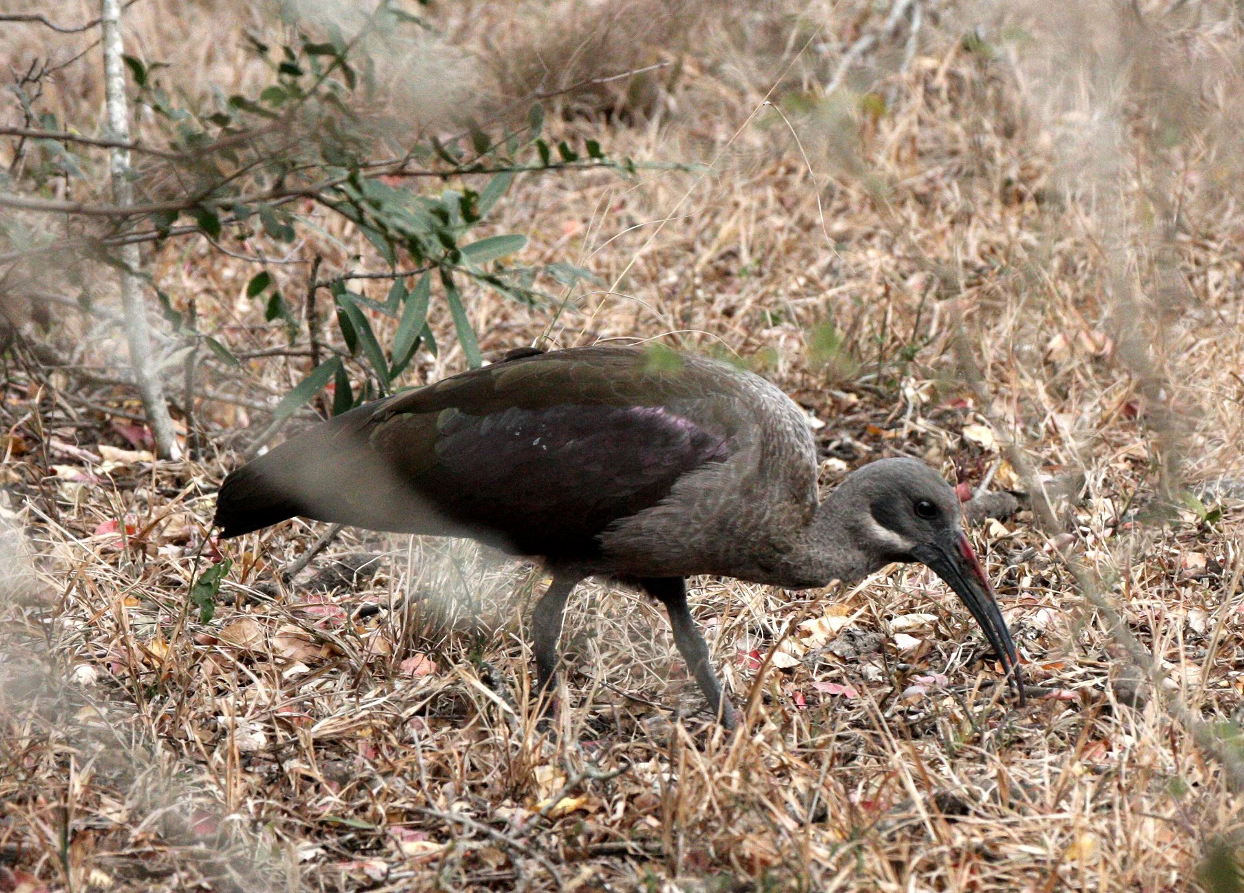 IBIS - HADADA IBIS - Bostrychia hagedash - IMFOLOZI NATIONAL PARK SOUTH AFRICA (8).JPG