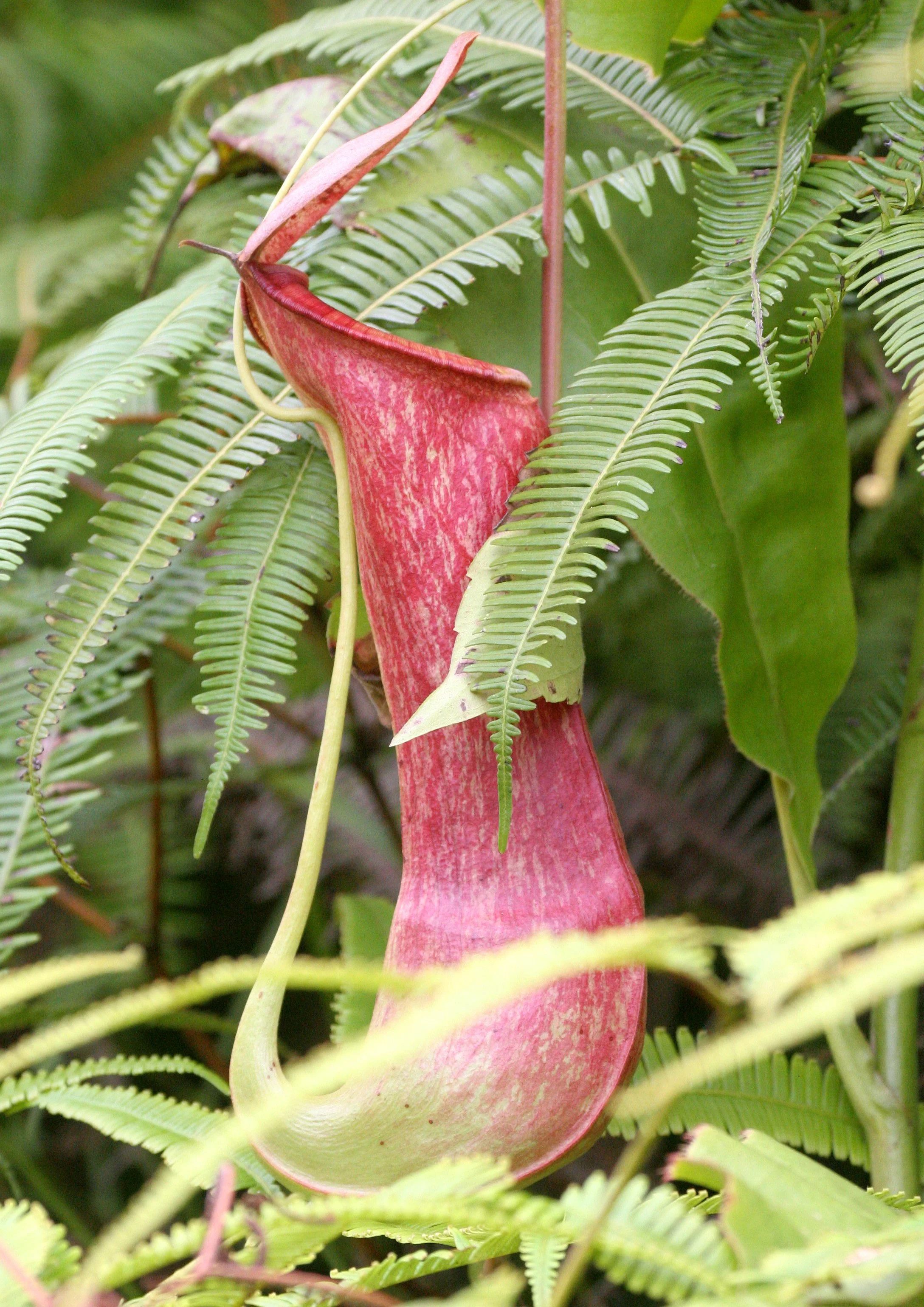 TABIN WILDLIFE RESERVE BORNEO - NEPENTHES SPECIES - PITCHER PLANT (12).JPG