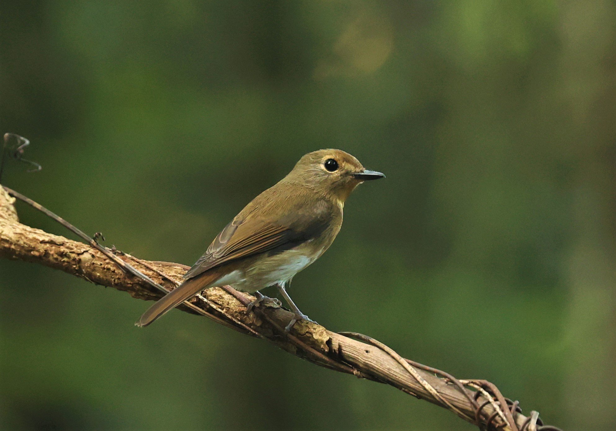 FLYCATCHER - CHINESE BLUE FLYCATCHER - Cyornis glaucicomans - WAT THAM PRATHUM CHONBURI OCT 2022 (8).jpg