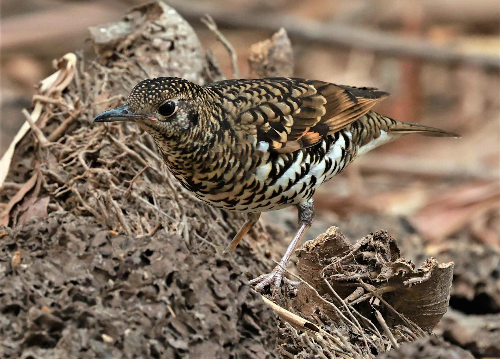 White's Thrush (Zoothera aurea) Putthamonthon Park Nakhon Pathom Thailand (184).jpg
