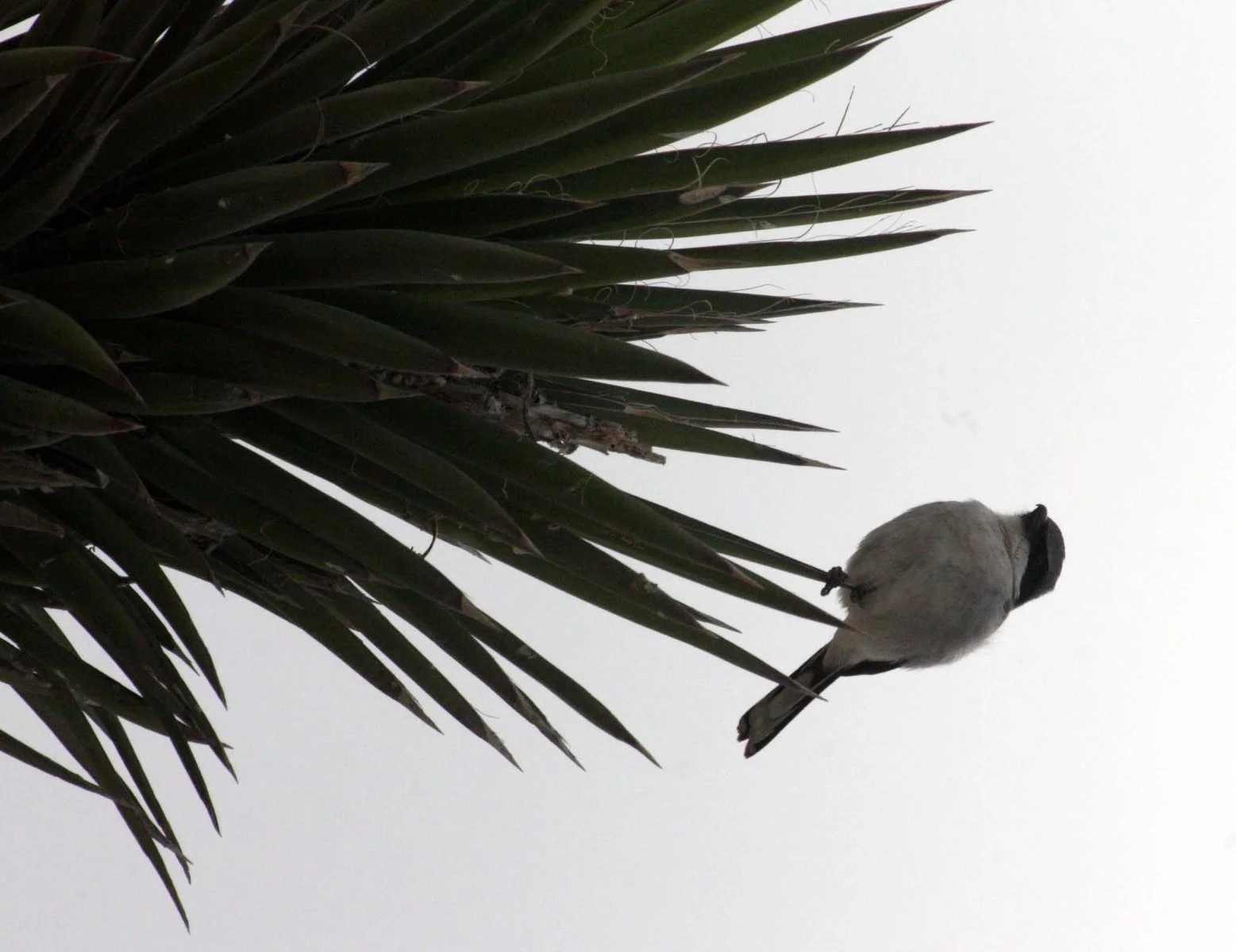 Loggerhead Shrike (Lanius ludovicianus) San Ignacio Lagoon Baja Mexico (8).JPG