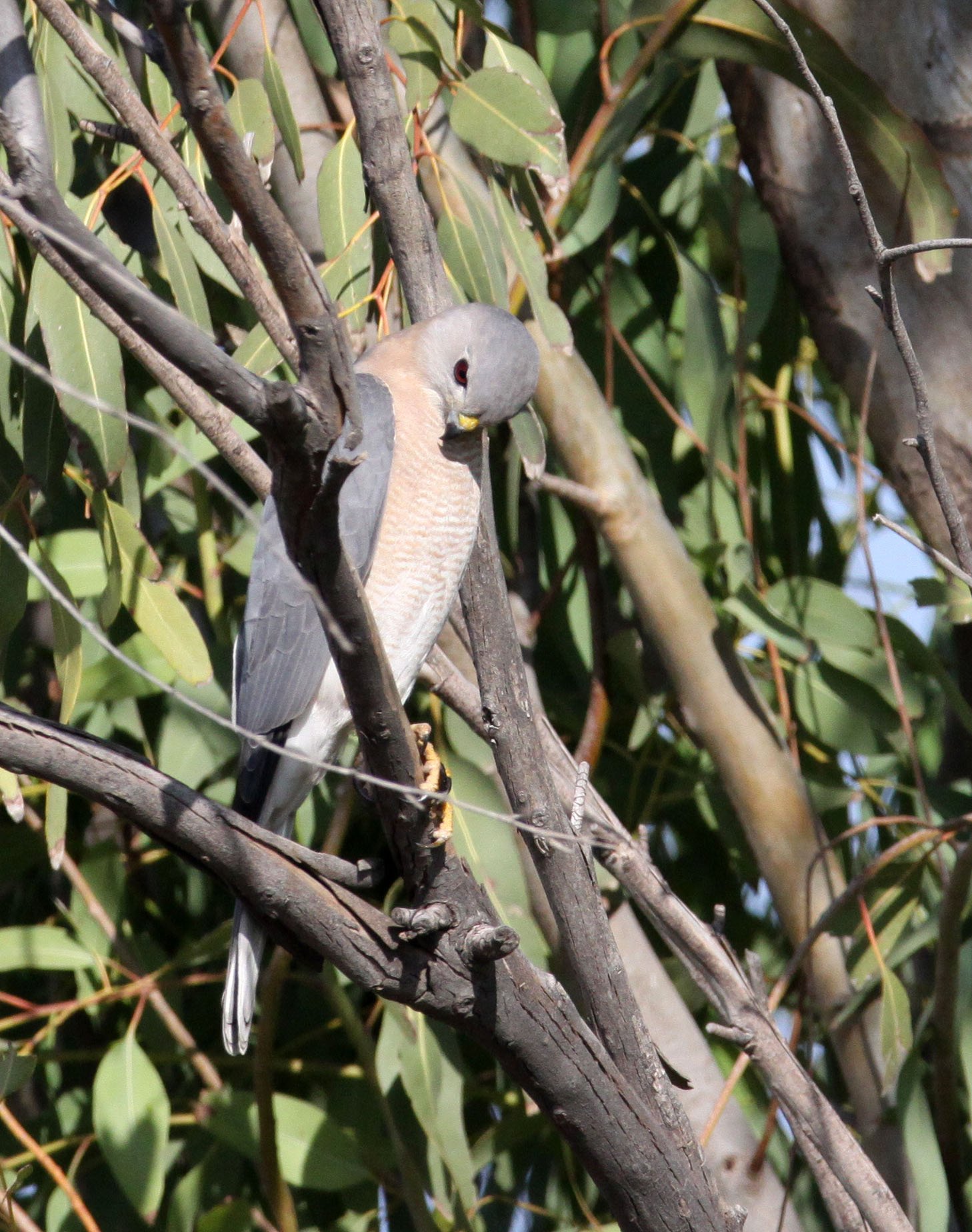 BIRD - SHIKRA - FEMALE - LITTLE RANN OF KUTCH GUJARAT INDIA (9).JPG